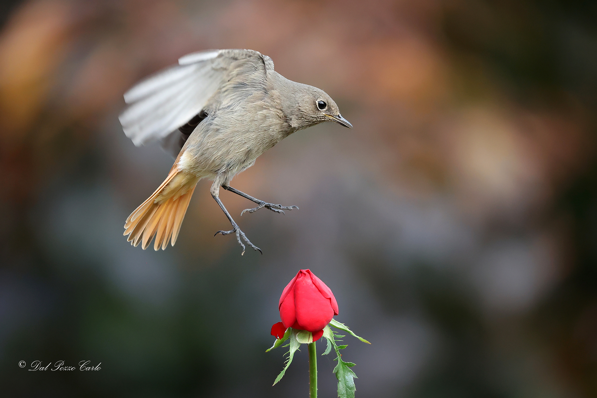 Black redstart