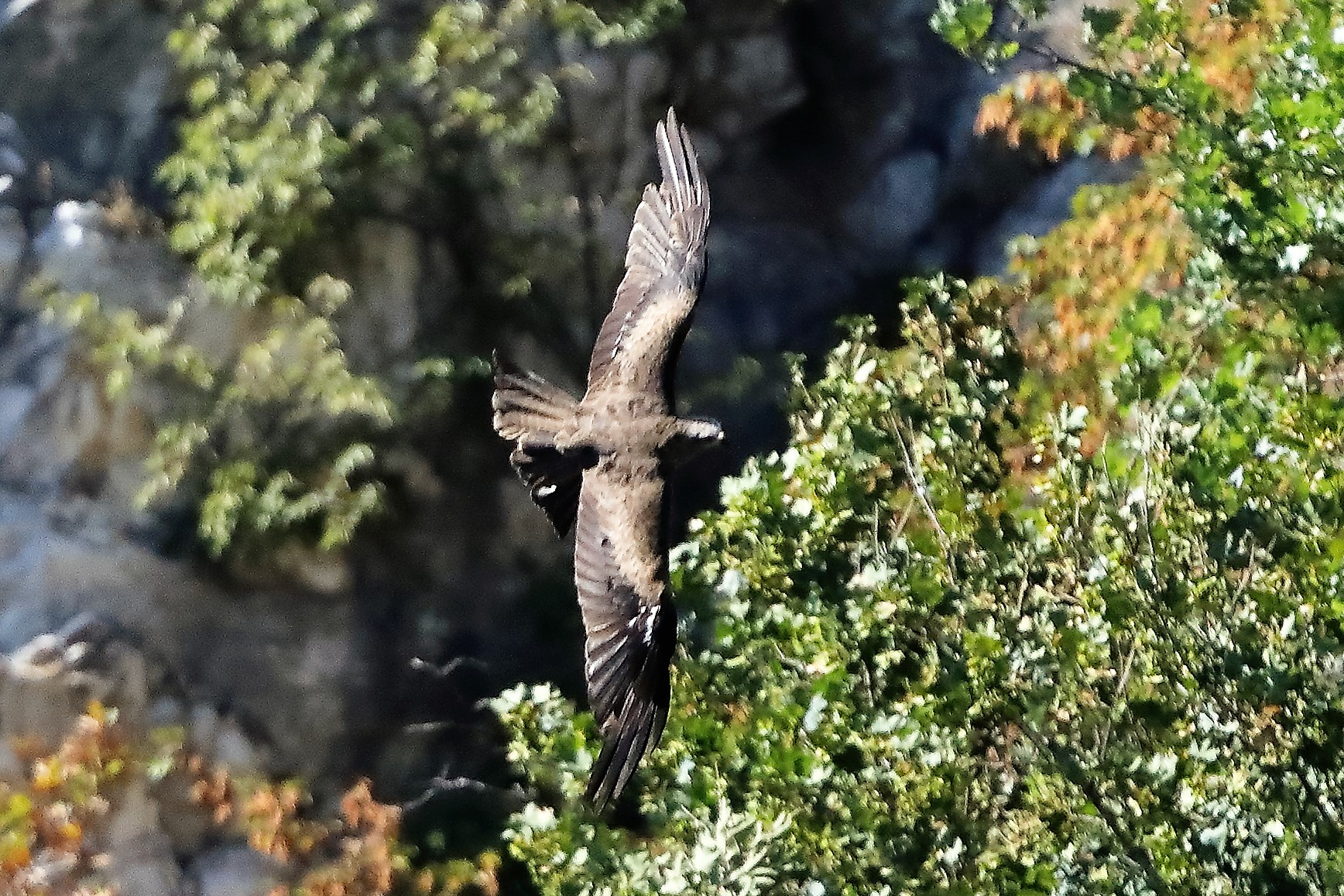 Nibbio bruno 30-07-2022