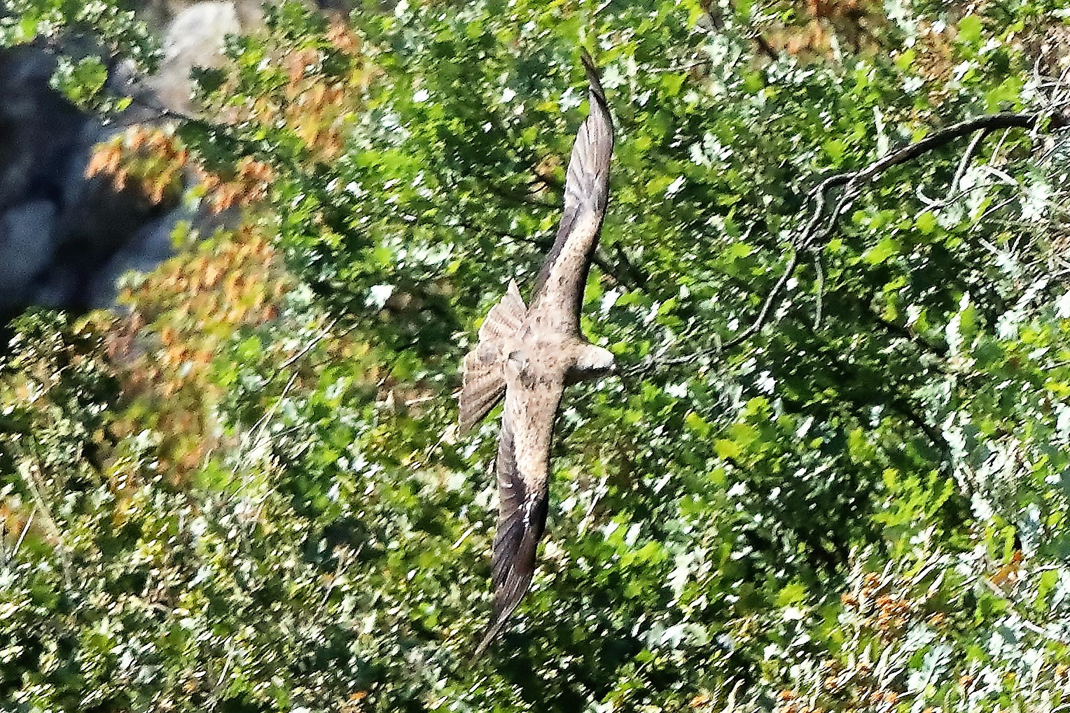 Nibbio bruno 30-07-2022