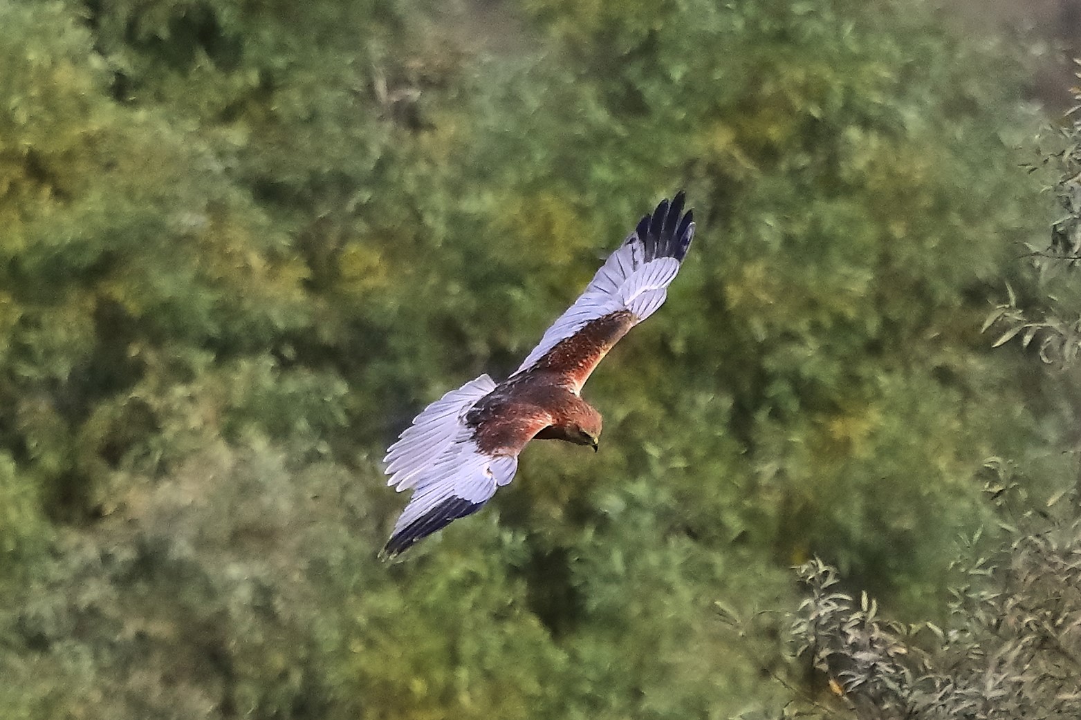 Falco di palude ottobre 2022