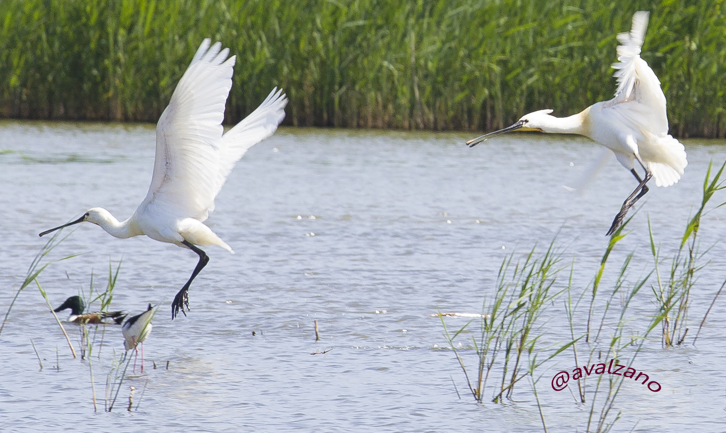 spatula (platalea leucordia)