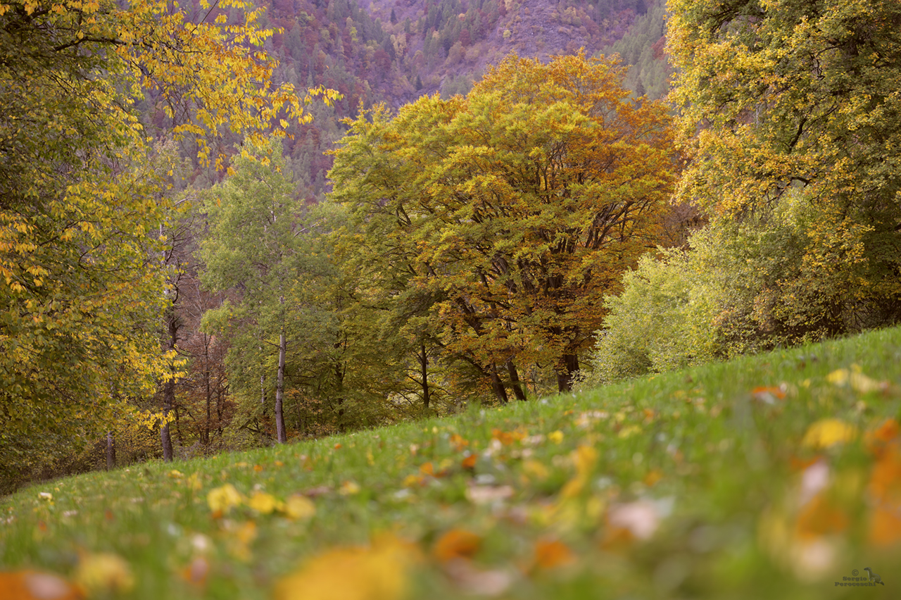 La magia dell' autunno seconda versione