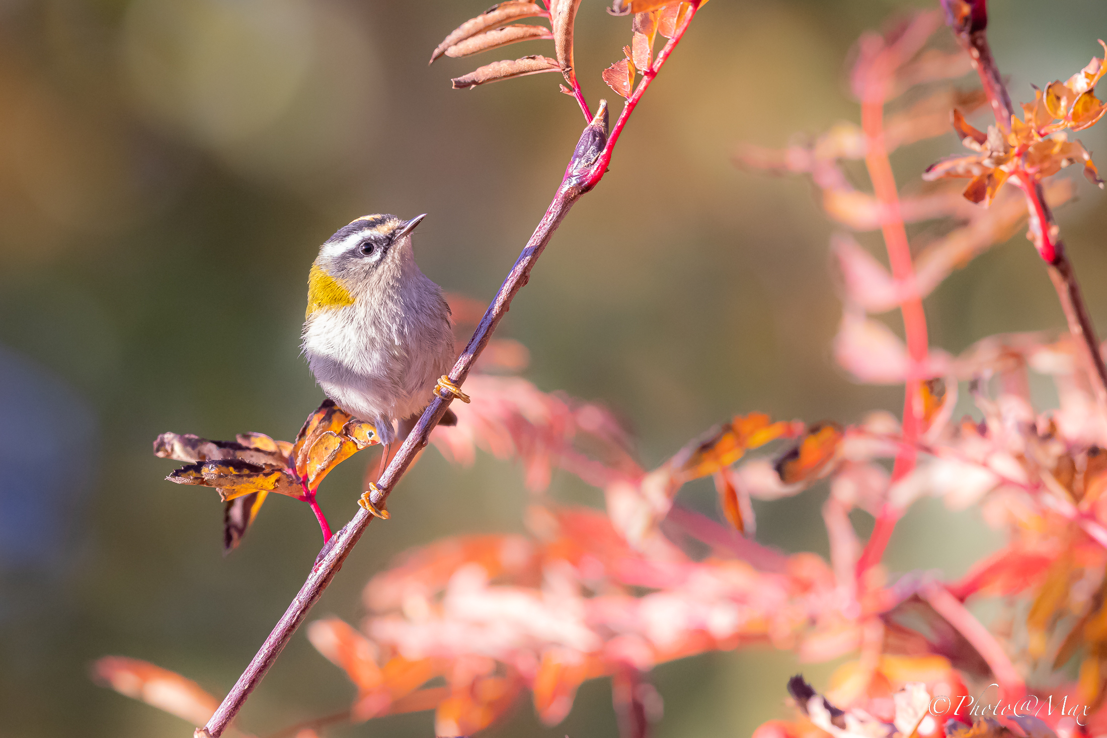 Un Fiorrancino in autunno