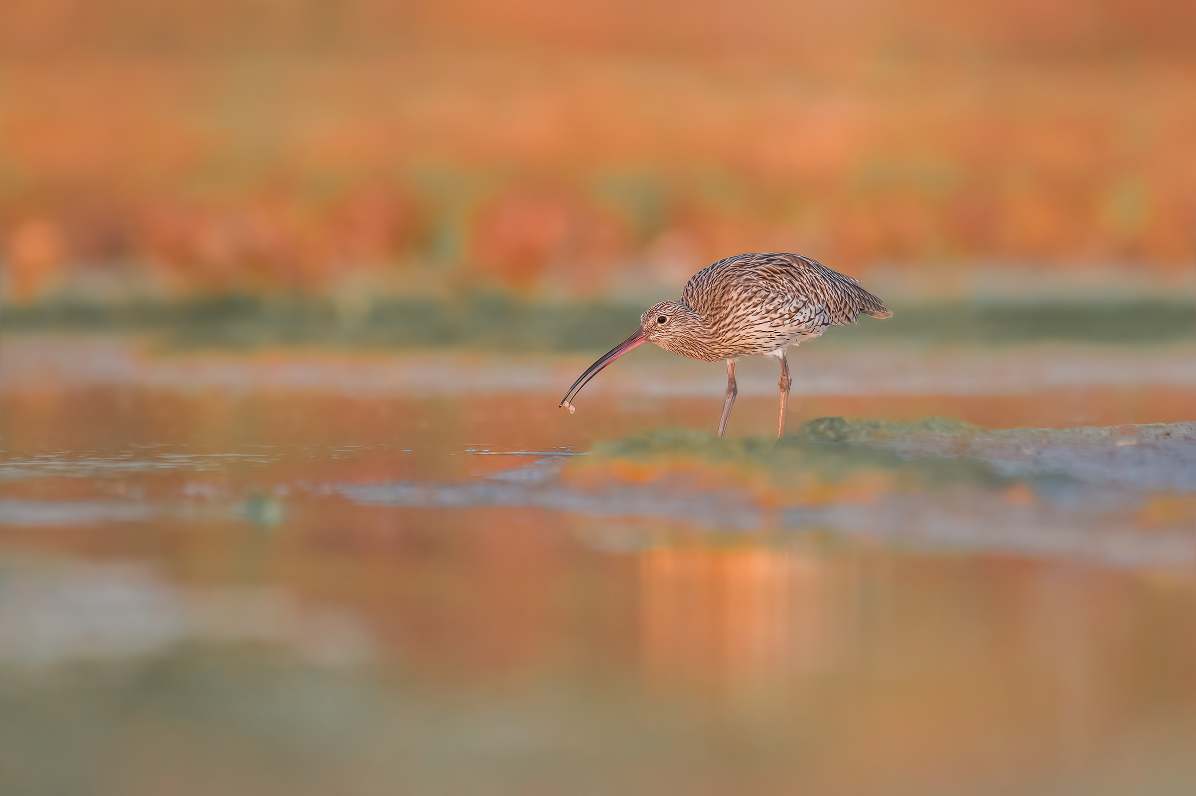 Curlew