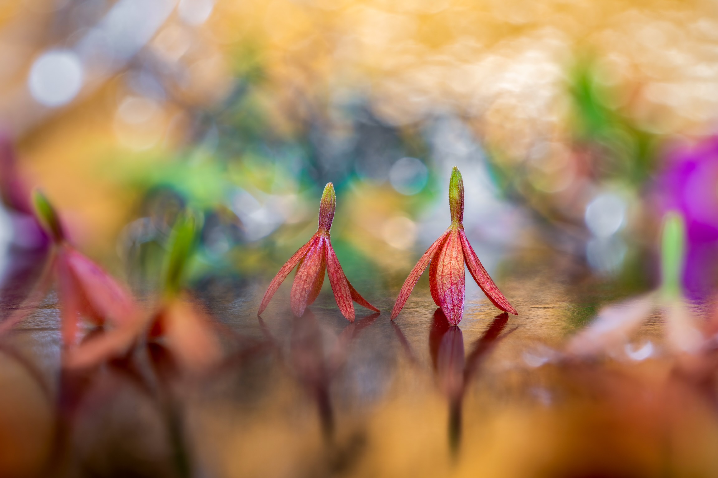 Confusion and colors