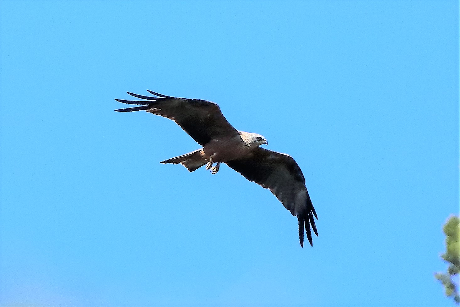 Nibbio bruno 30-07-2022