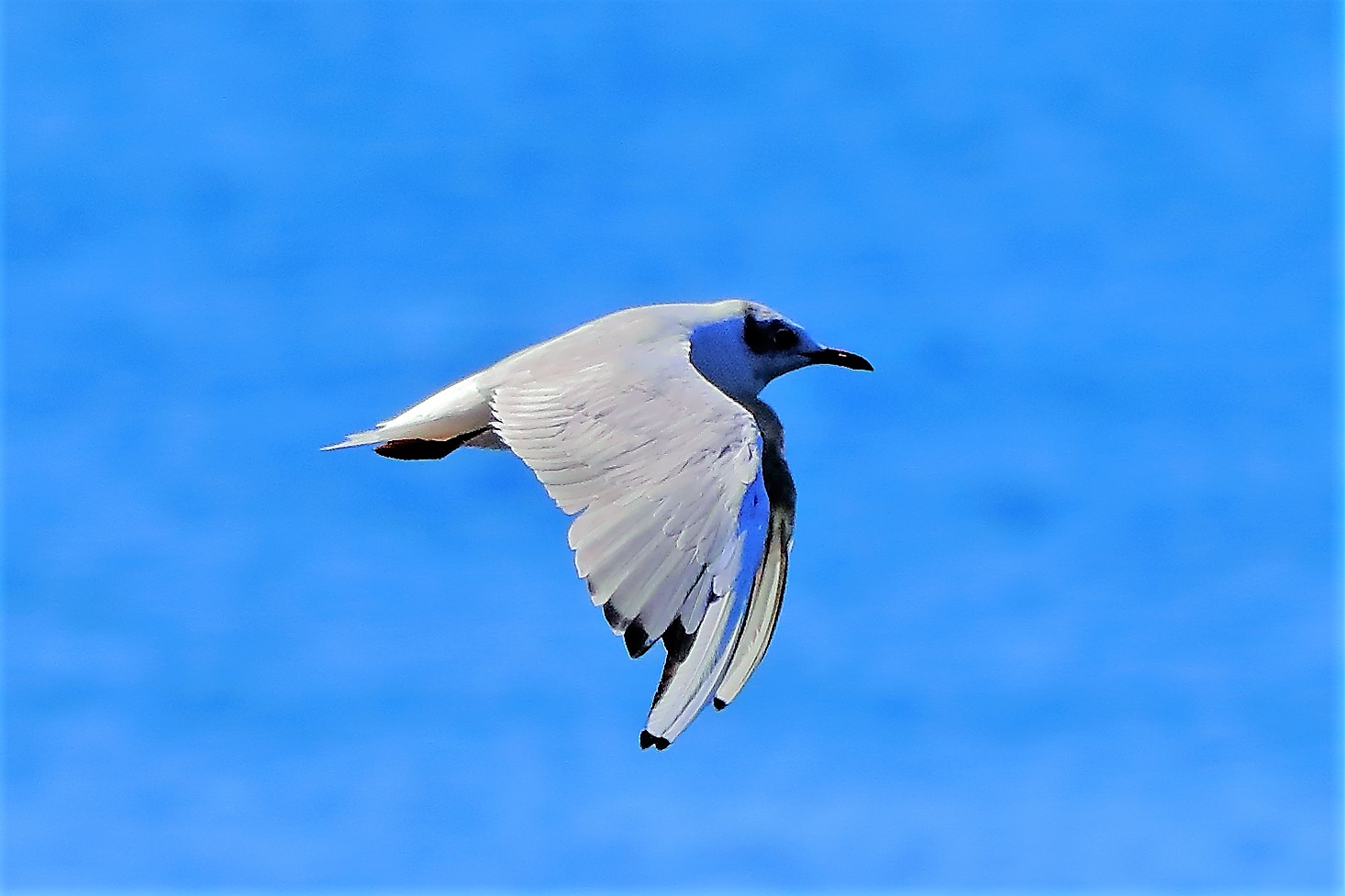 gabbiano terrestre 31-07-2022