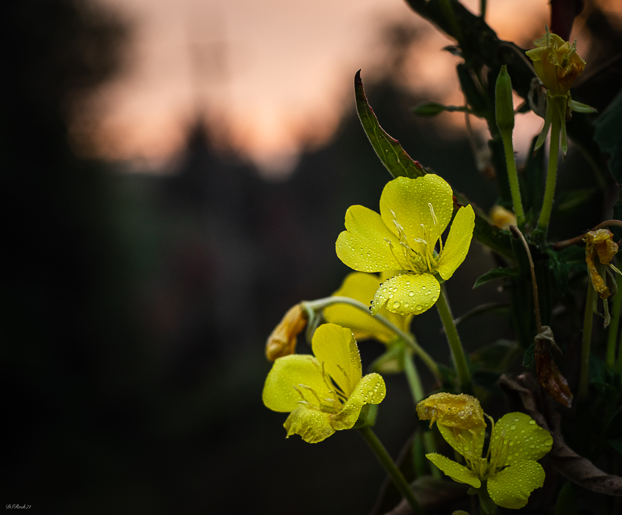 After the rain.... almost evening