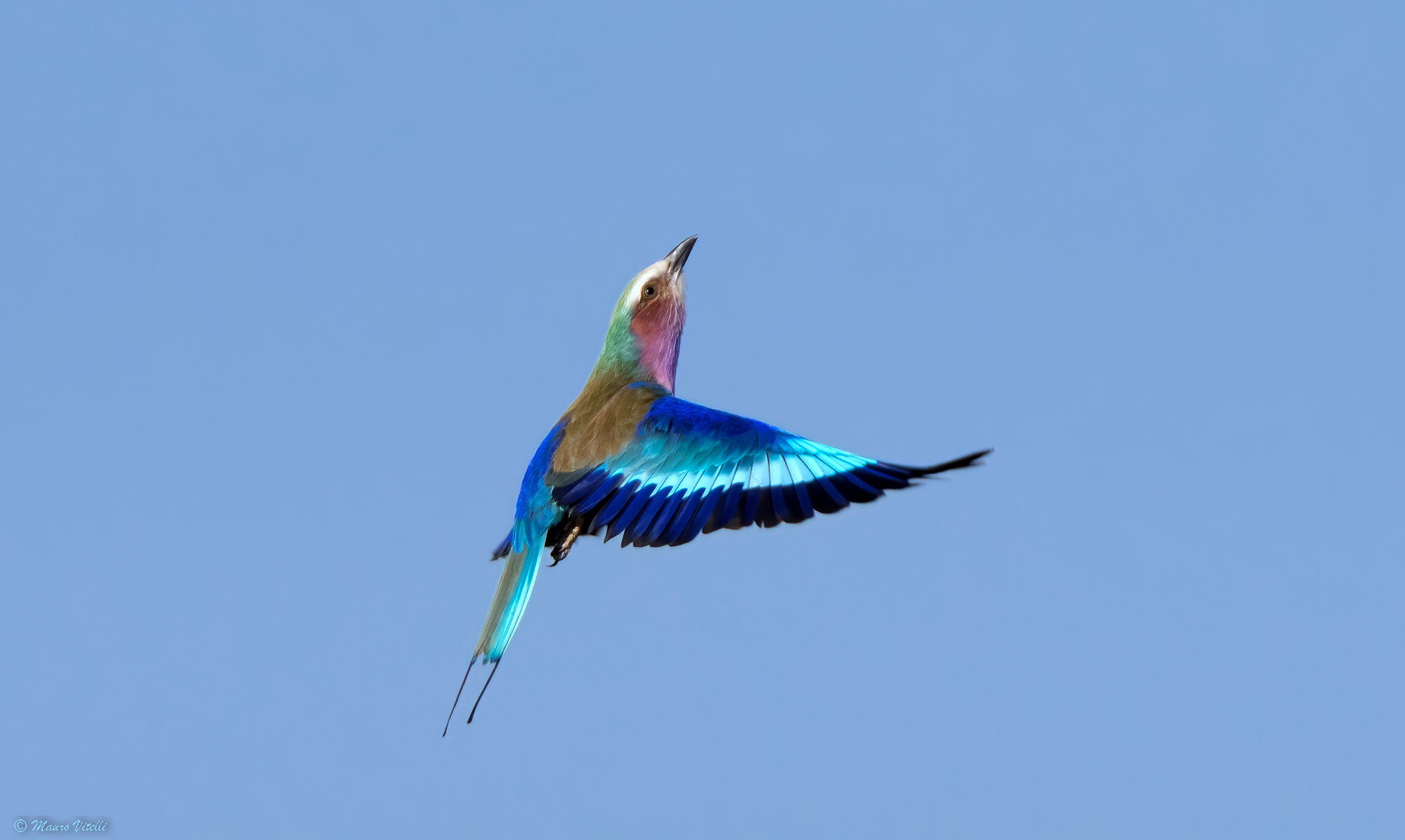 Peculilac jay (Zambia)