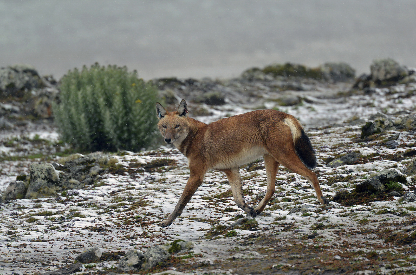 Lupo etiope (Canis simiensis), Simien Wolf