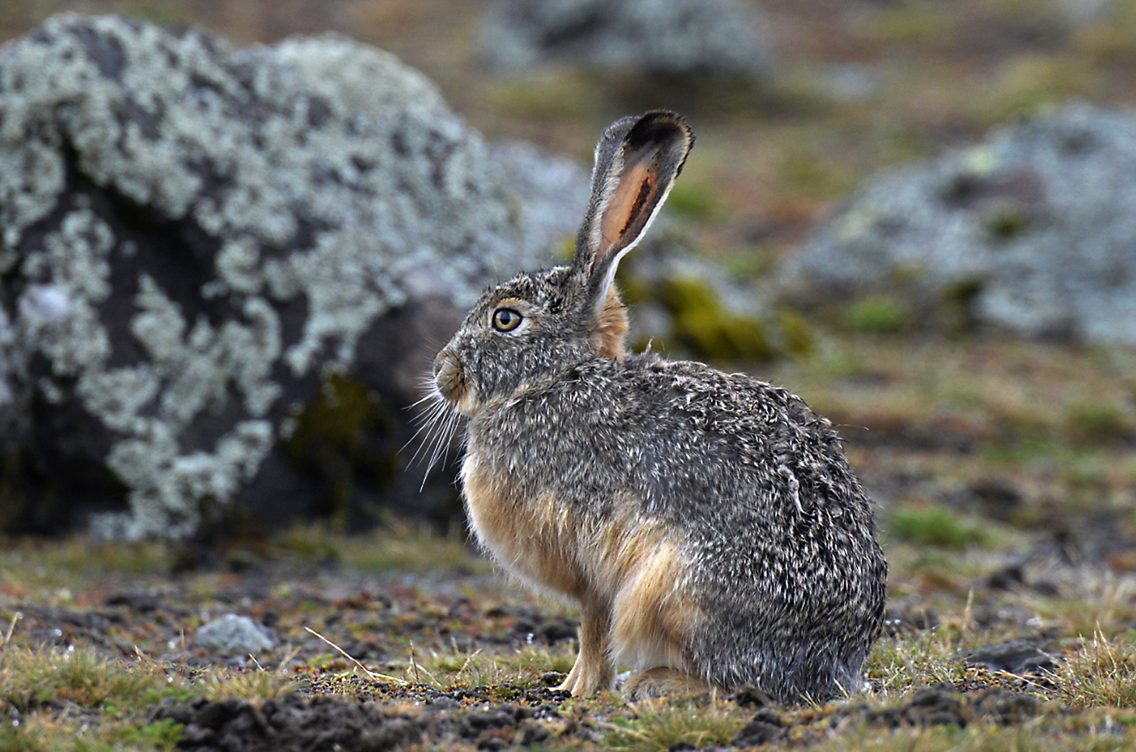 Lepre etiope (Lepus starckii), Ethiopian Highland Hare
