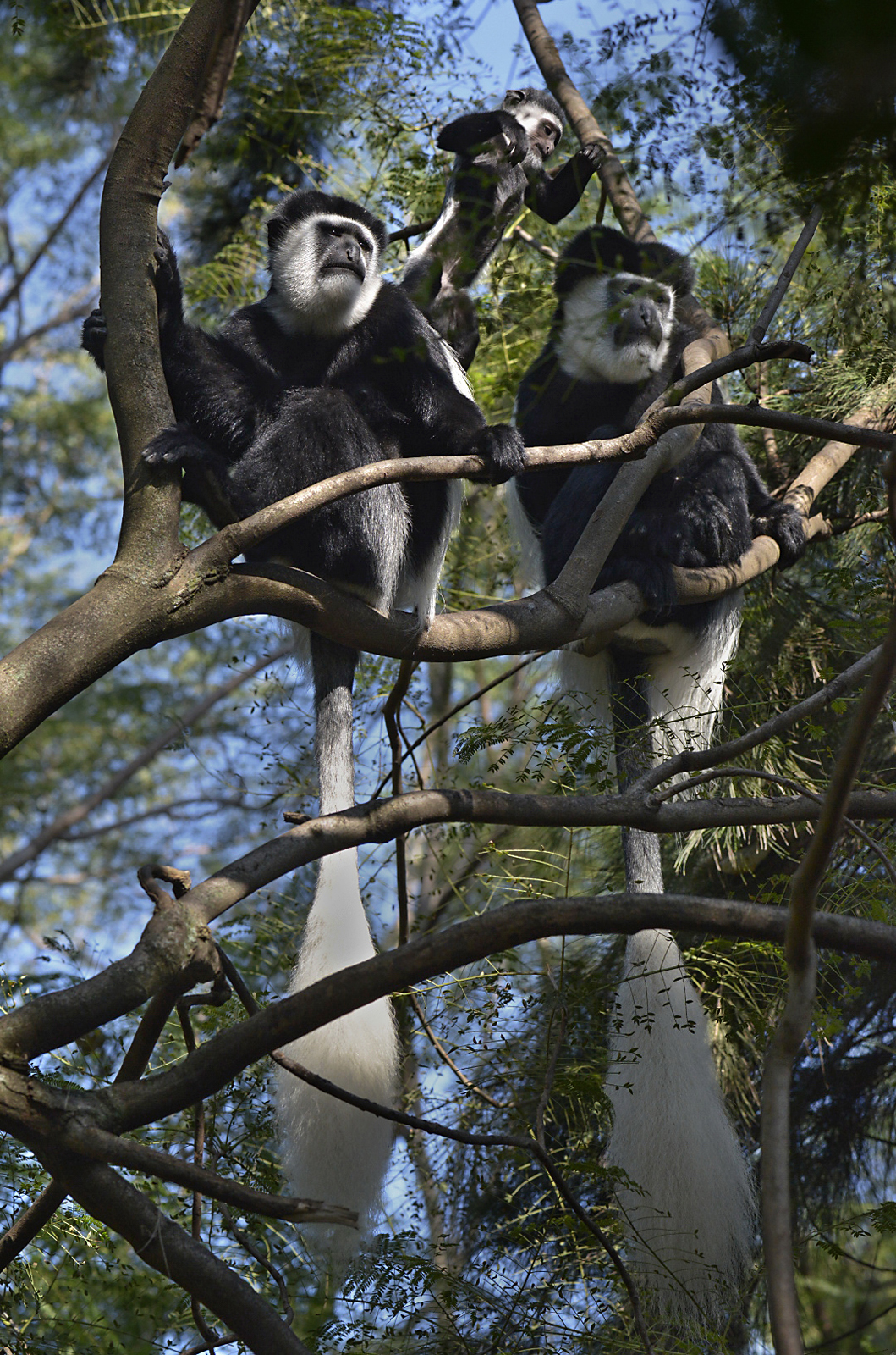 Guereza bianchi e neri (Colobus guereza)