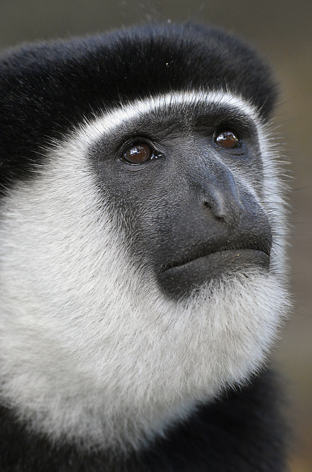 Guereza bianco e nero (Colobus guereza)