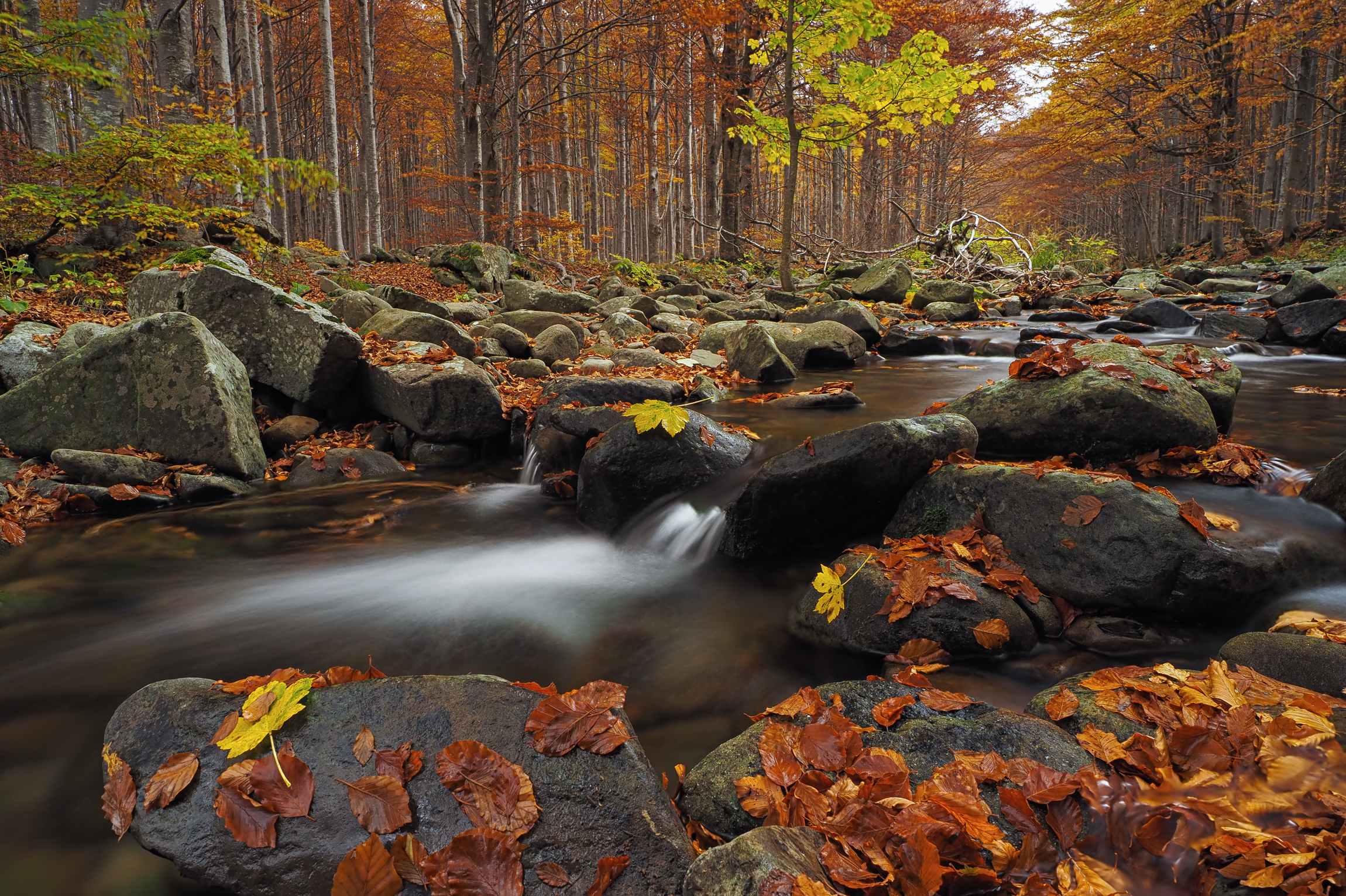 The stream is colored