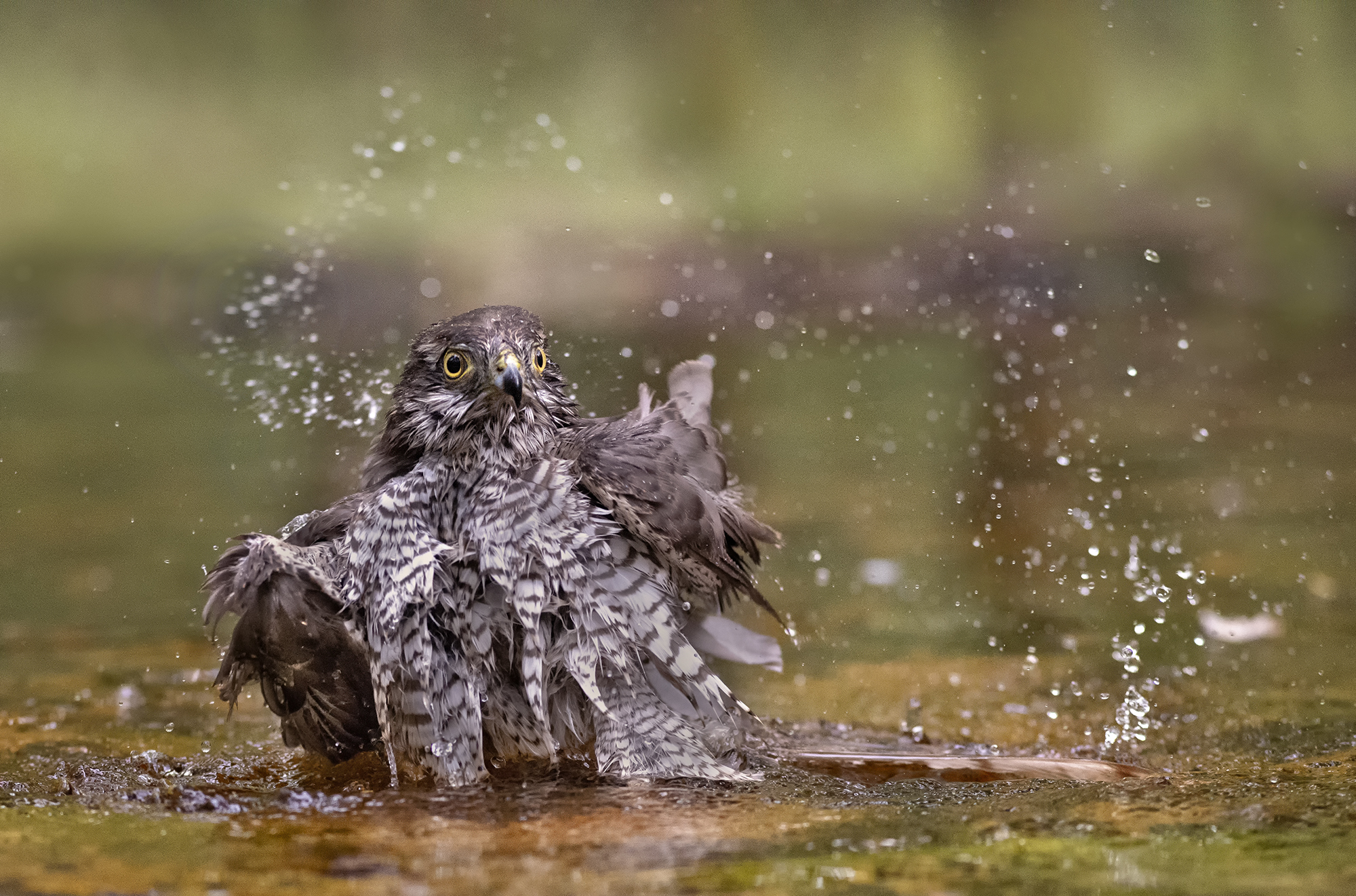 Female sparrowhawk