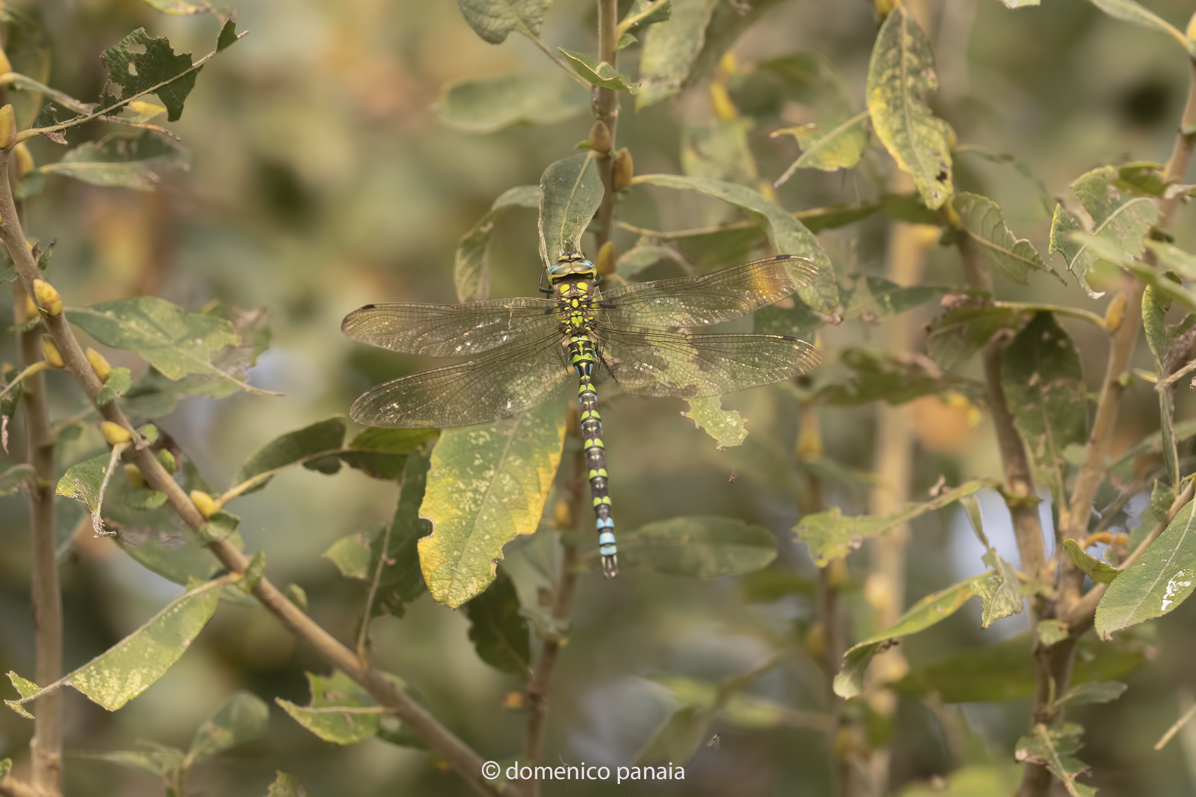 Aeshna cyanea male