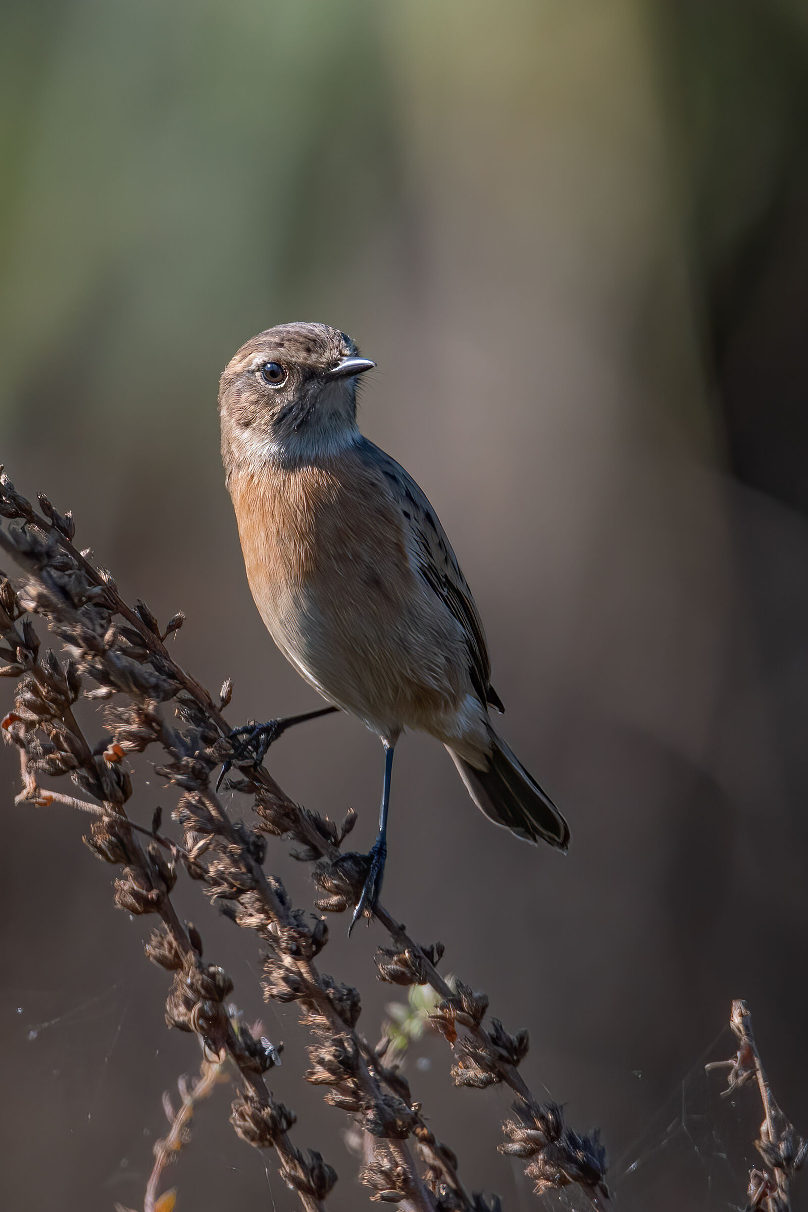 Saltimpalo(Saxicola rubicola)