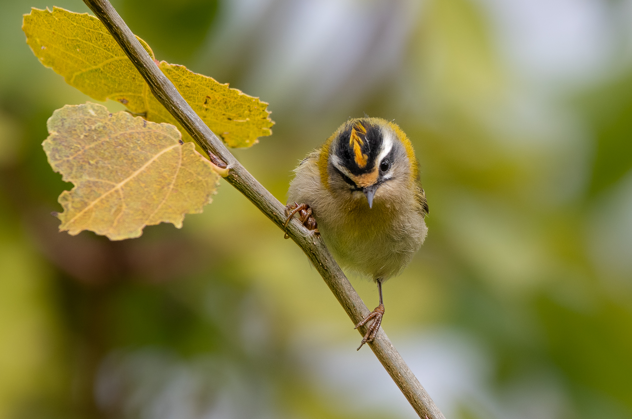Un Fiorrancino molto attento