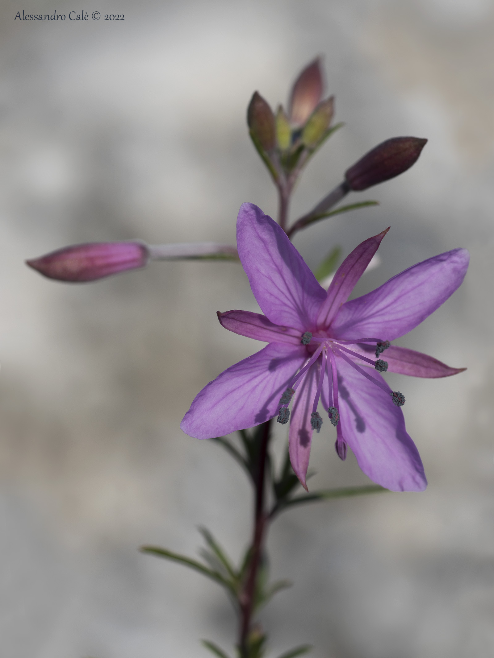 Epilobium 8823