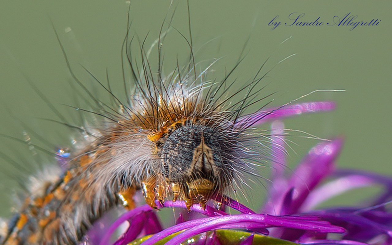 Bombice della quercia