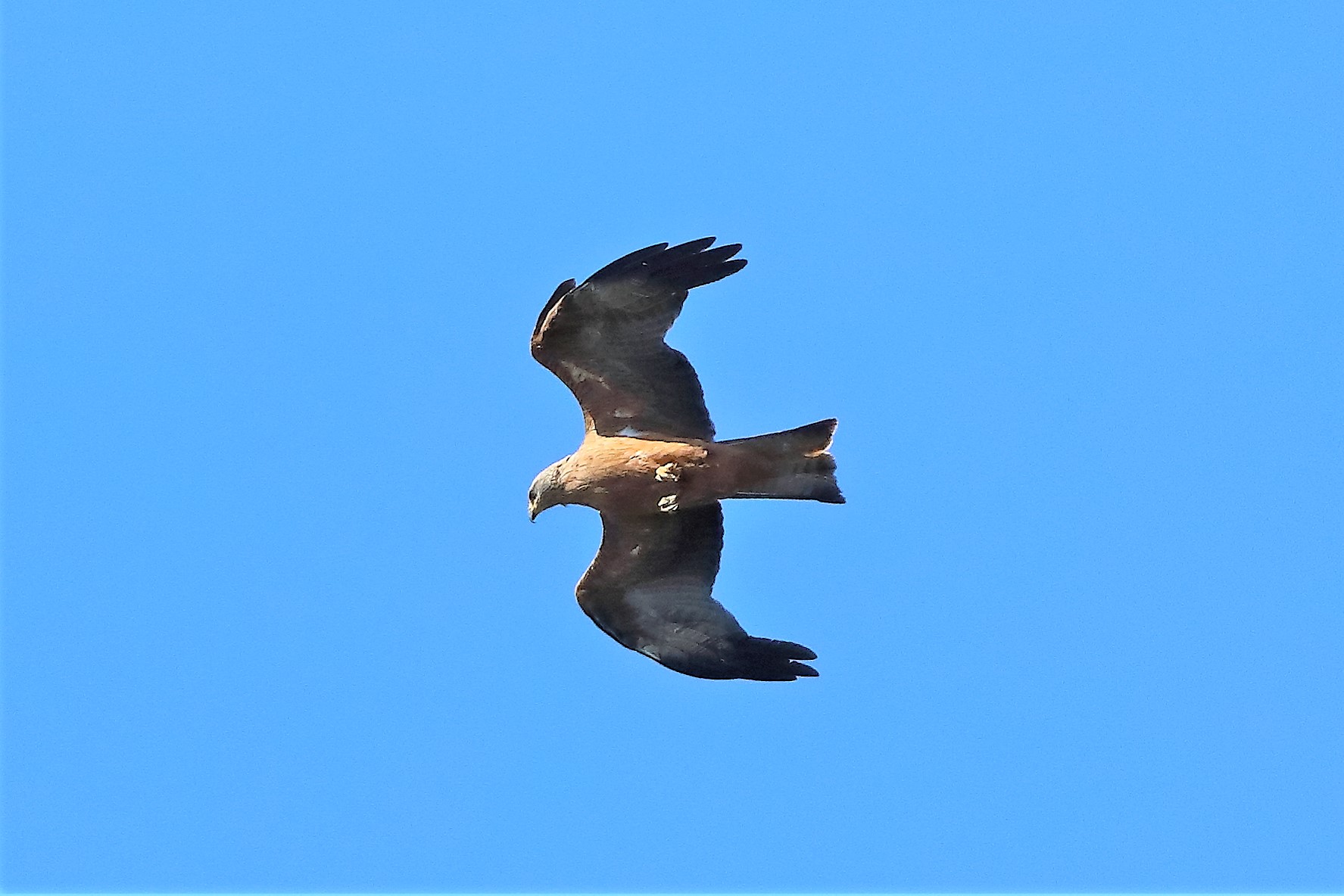 Nibbio bruno 30-07-2022