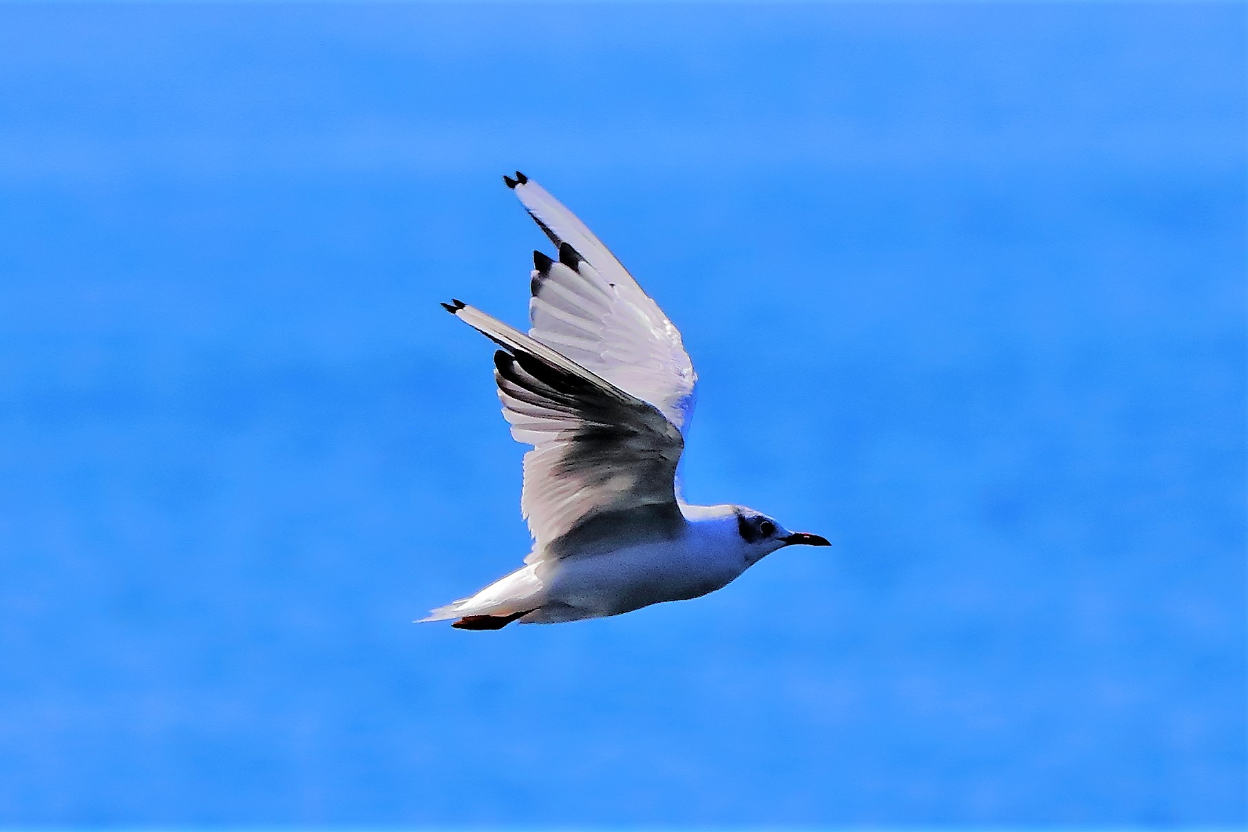 gabbiano terrestre 31-07-2022