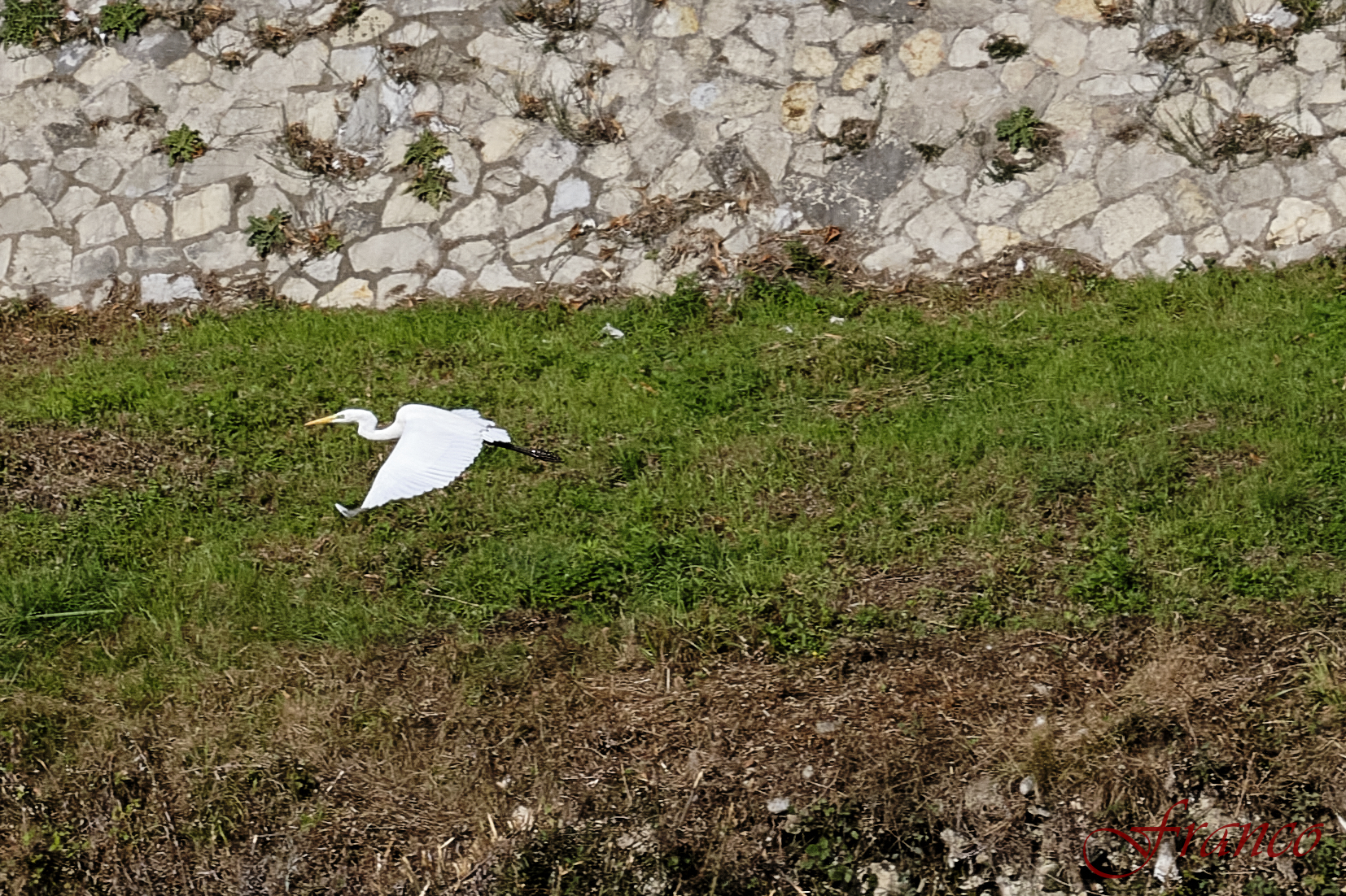 White heron in flight