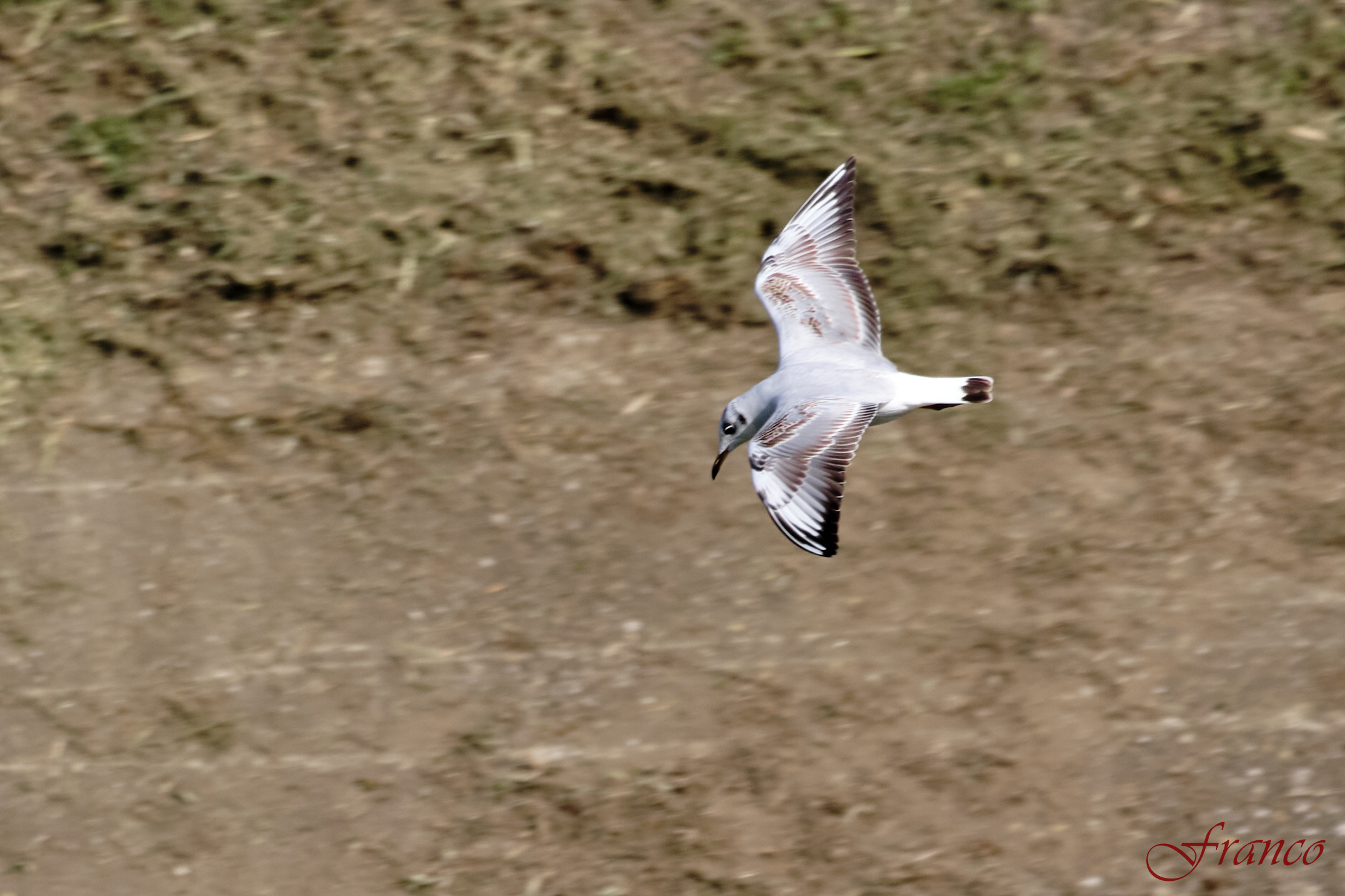 Seagull in flight