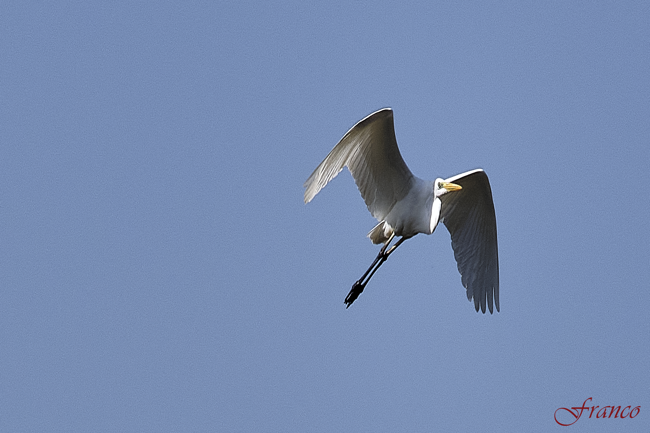 Grey heron in flight