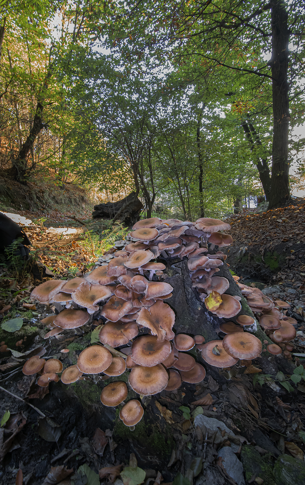 The mushroom citadel...