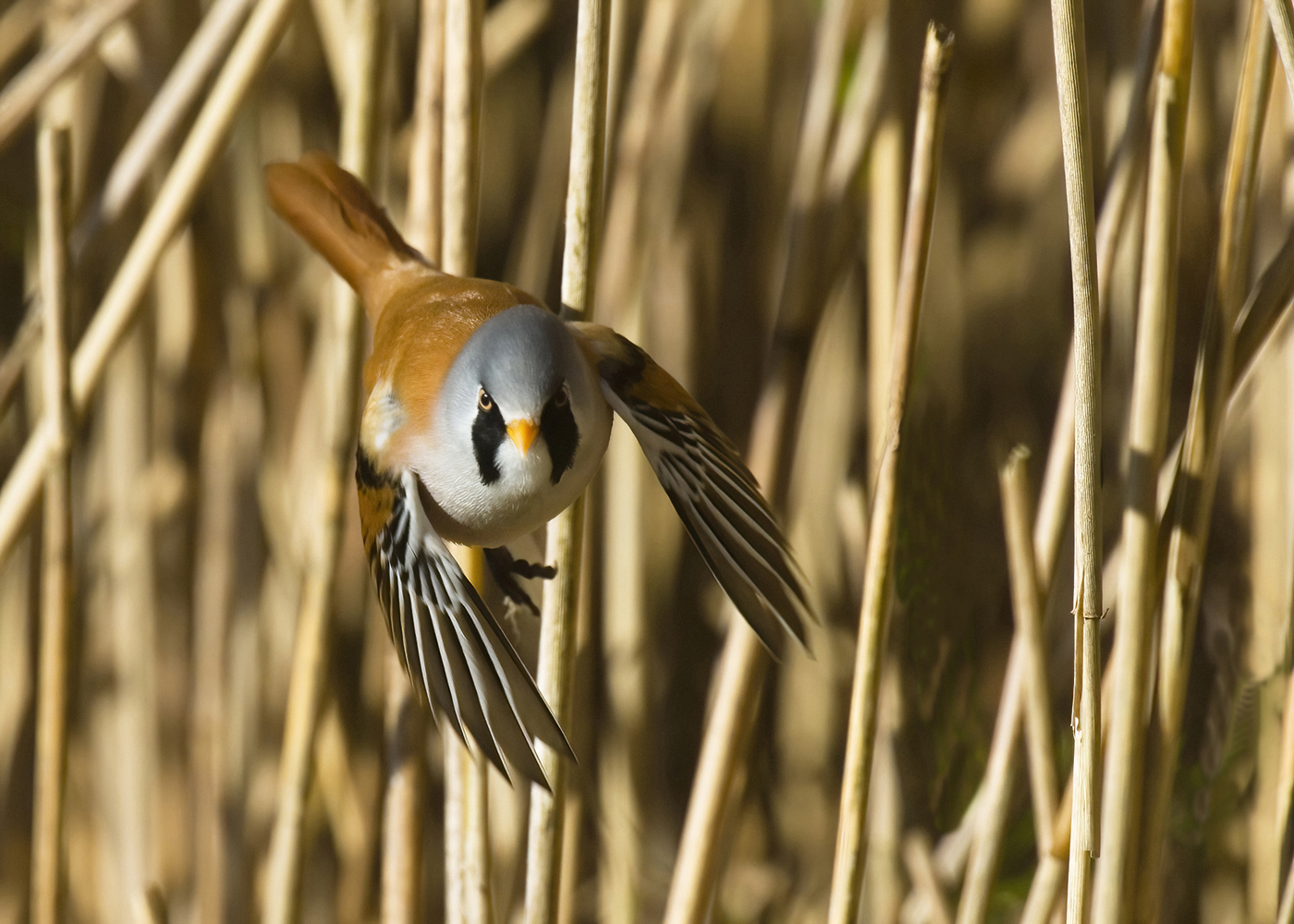 Bearded Tit