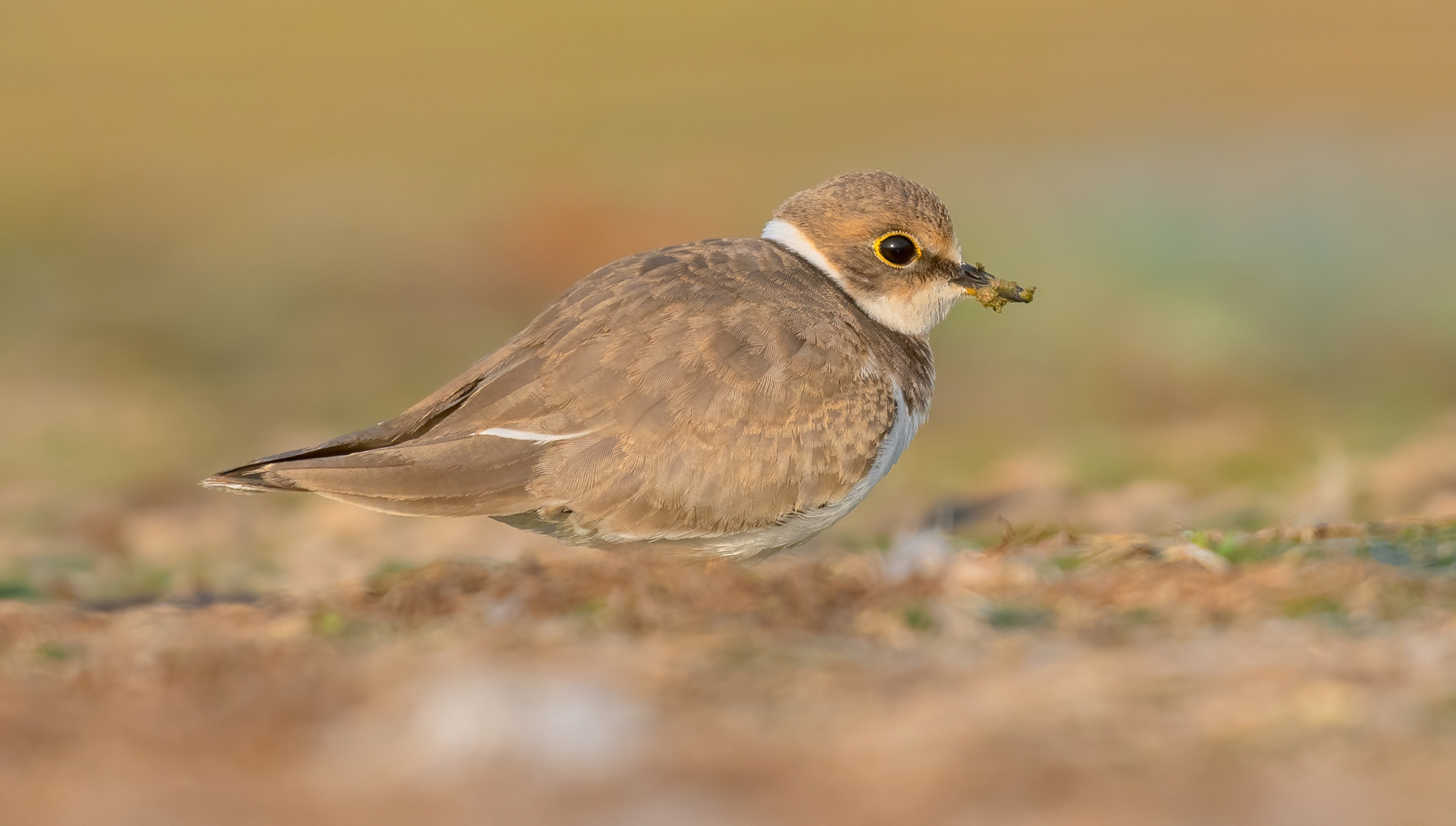 Piviere dagli anelli