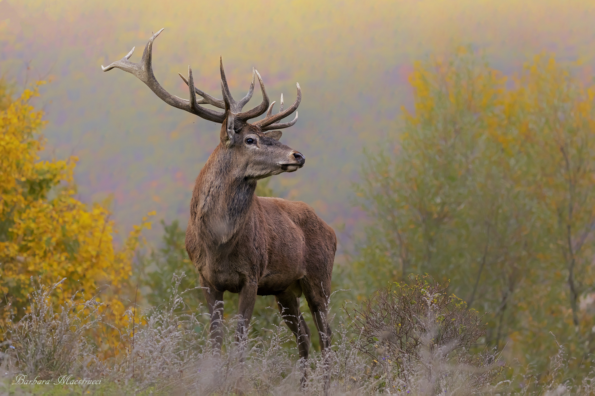 Noble Deer..