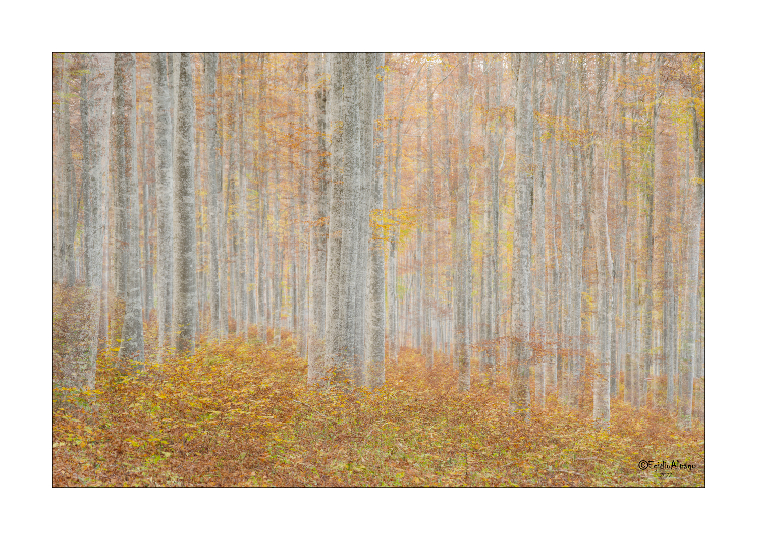 Autumn in double exposure.