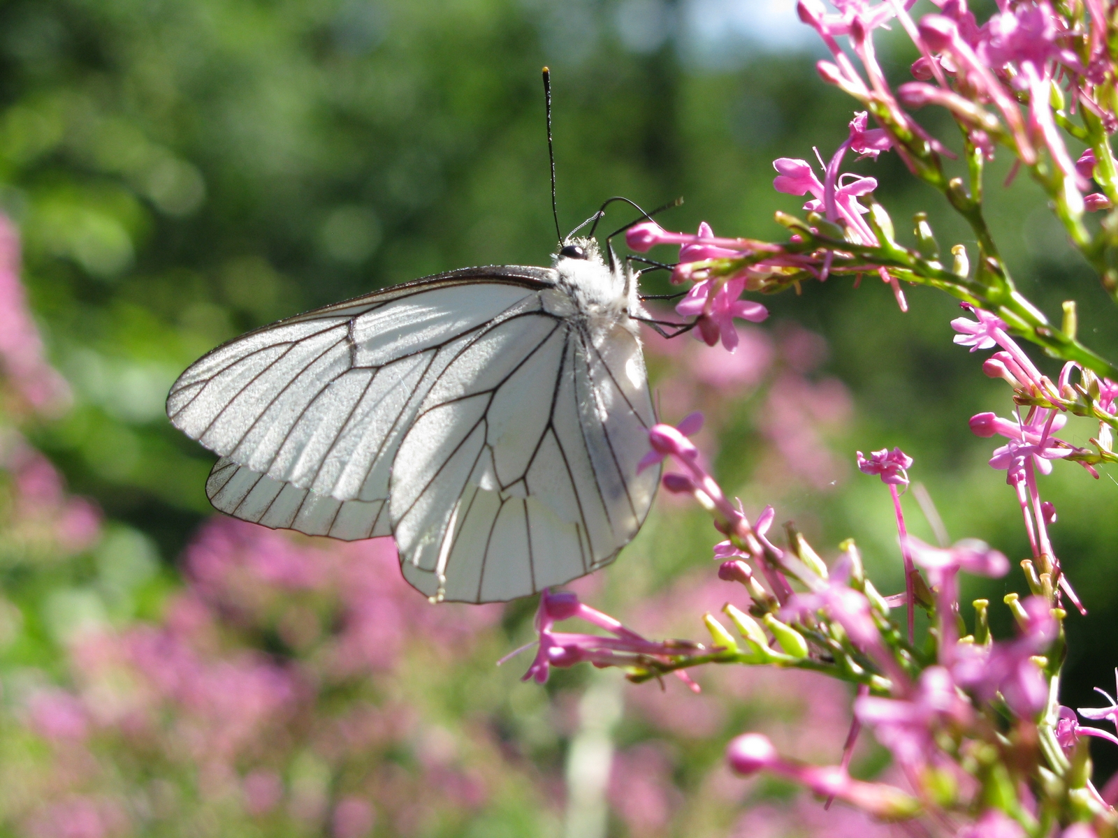 Butterfly on flower