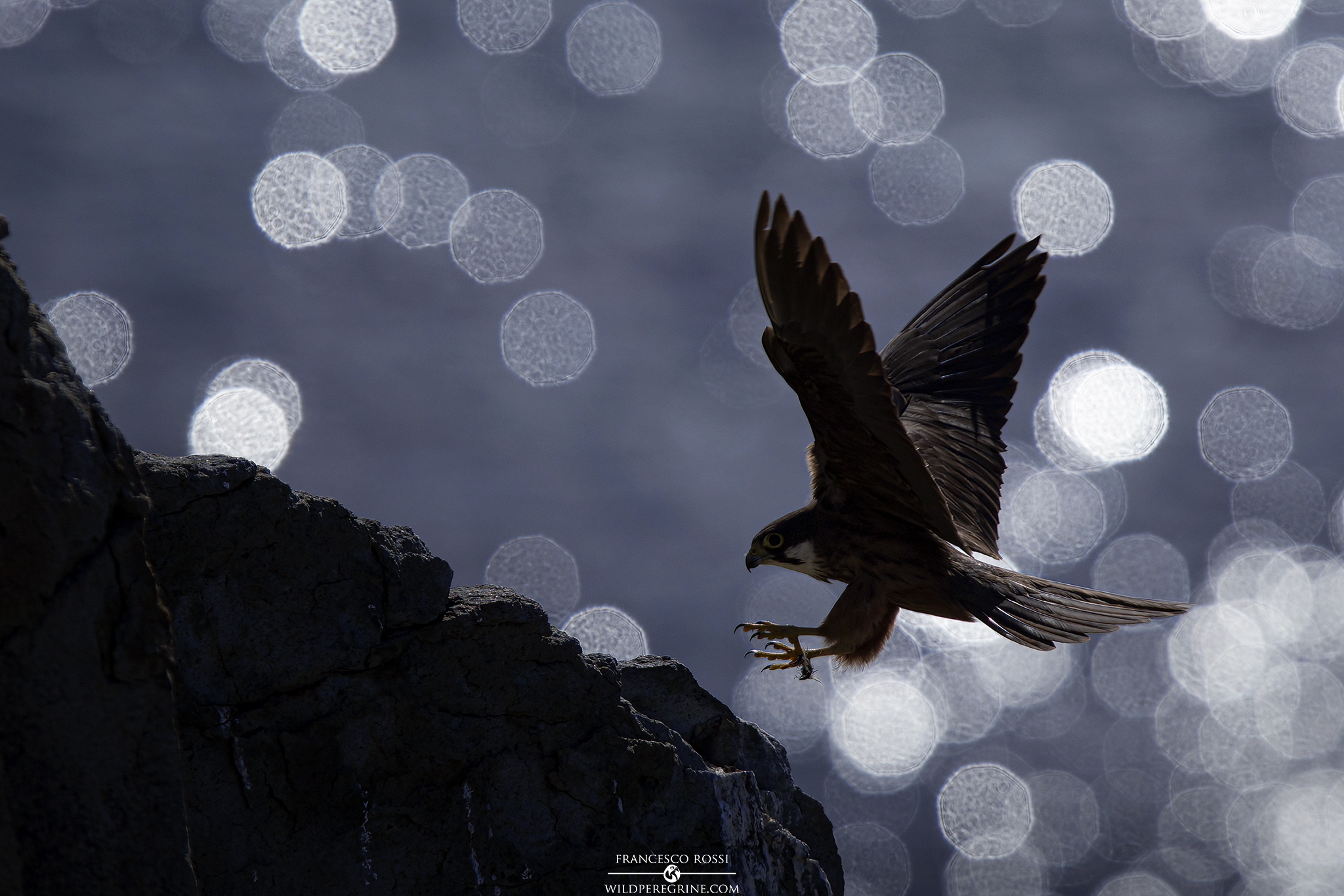 Eleonora's Falcon (Falco eleonorae)
