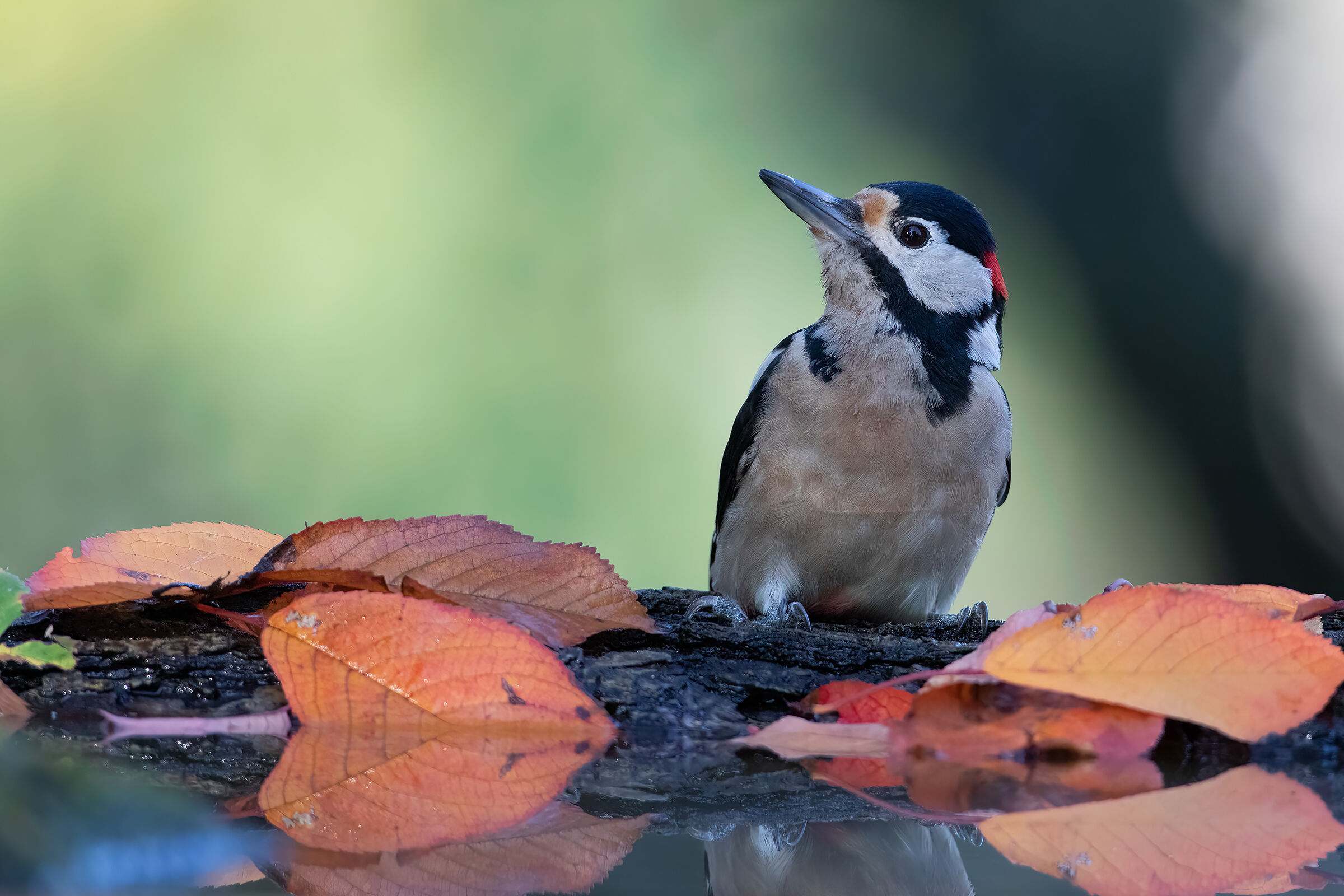 Greater spotted woodpecker