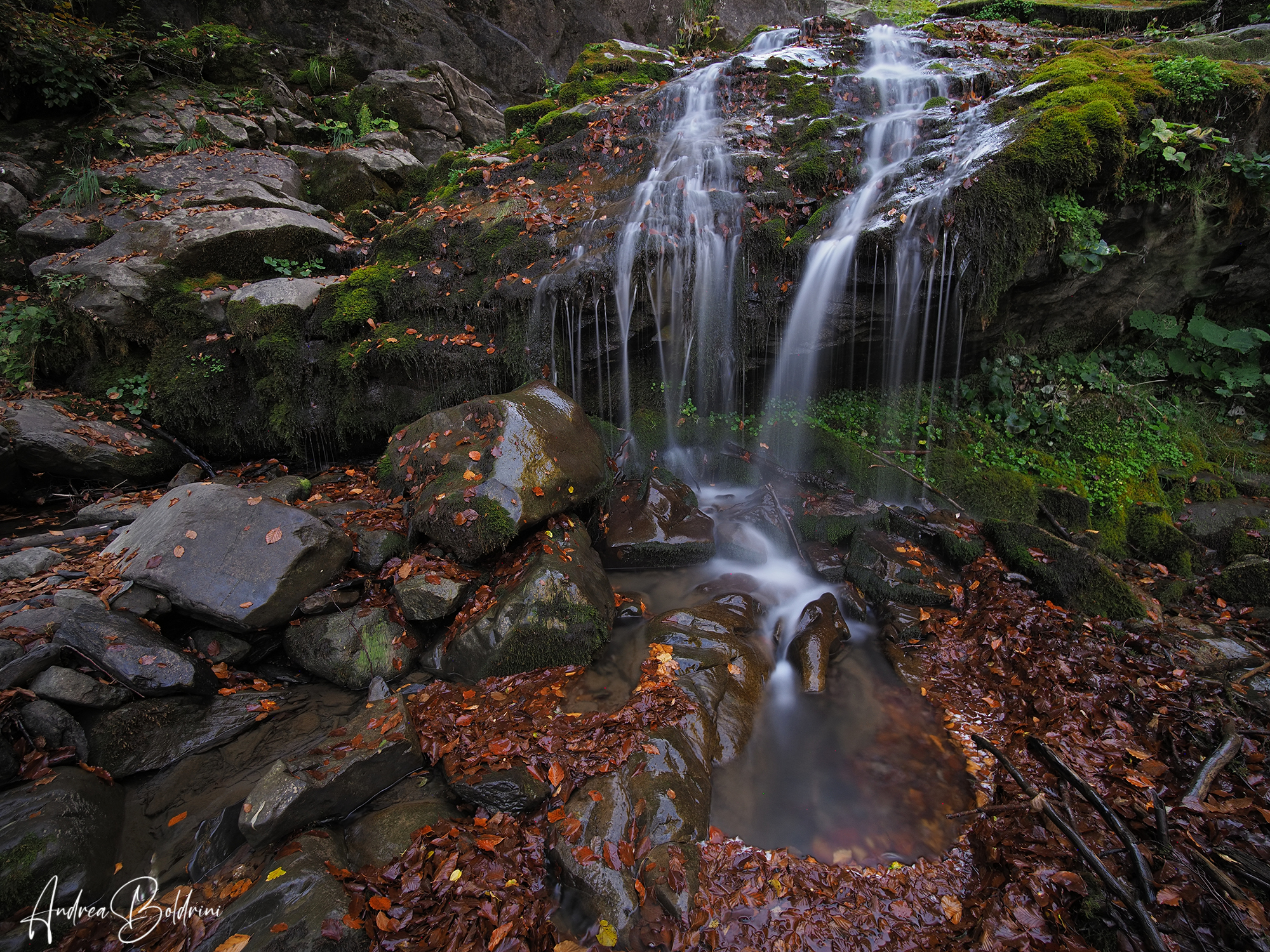 Nel bosco in autunno