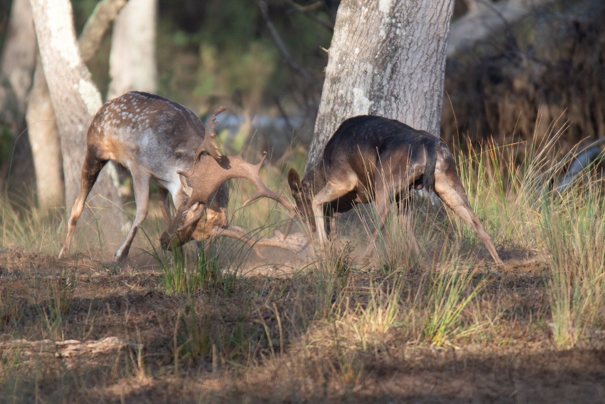 Fallow deer combat