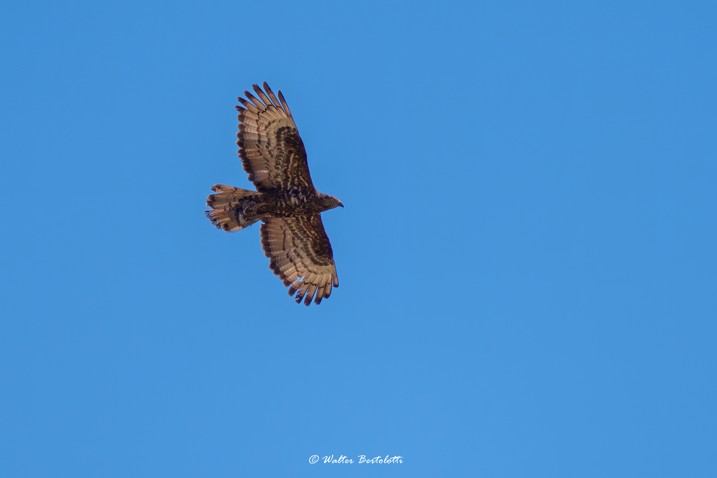 Honey buzzard