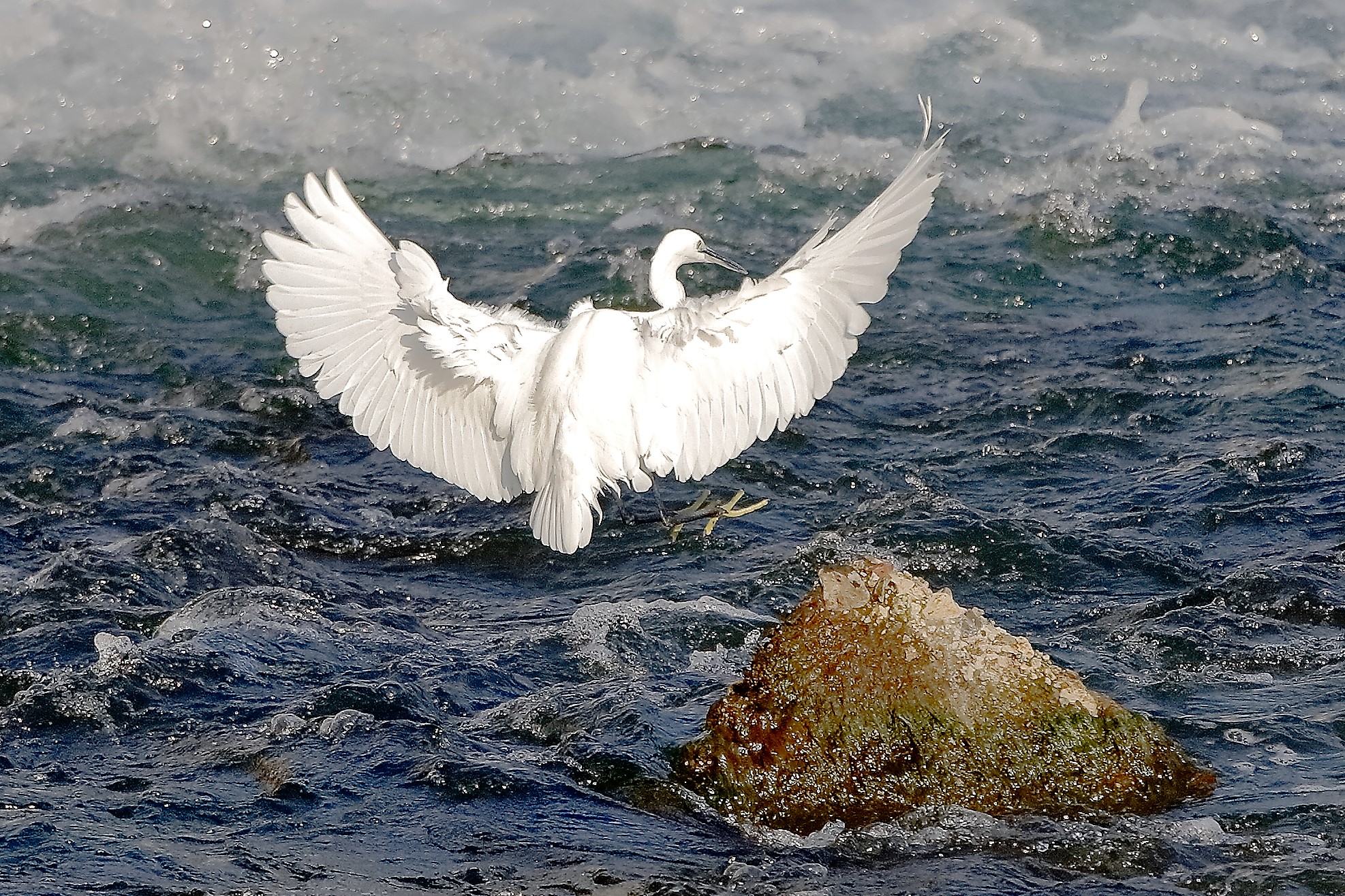 Garzetta 19 ottobre 2022