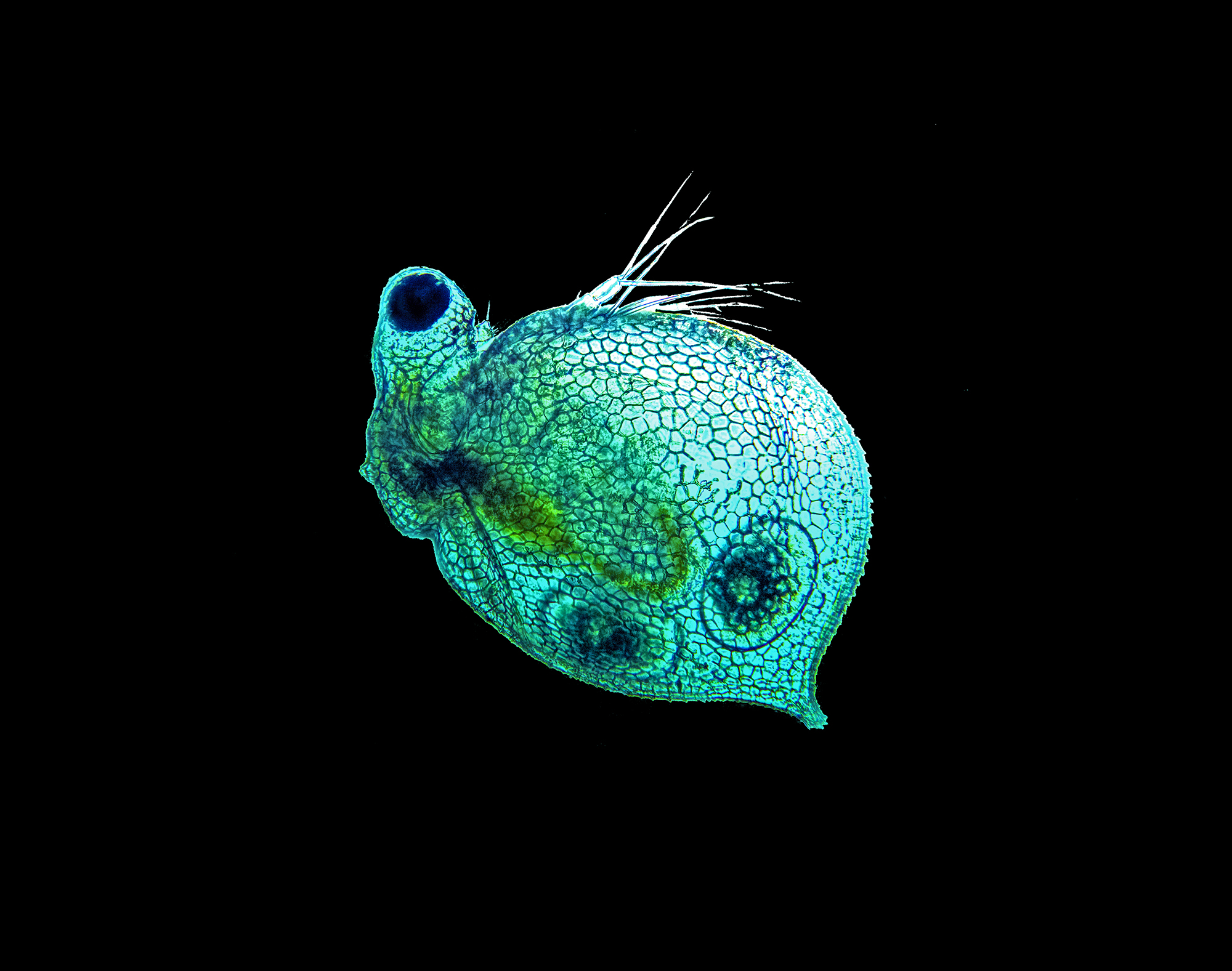 Freshwater Microcrustacean Ceriodaphnia