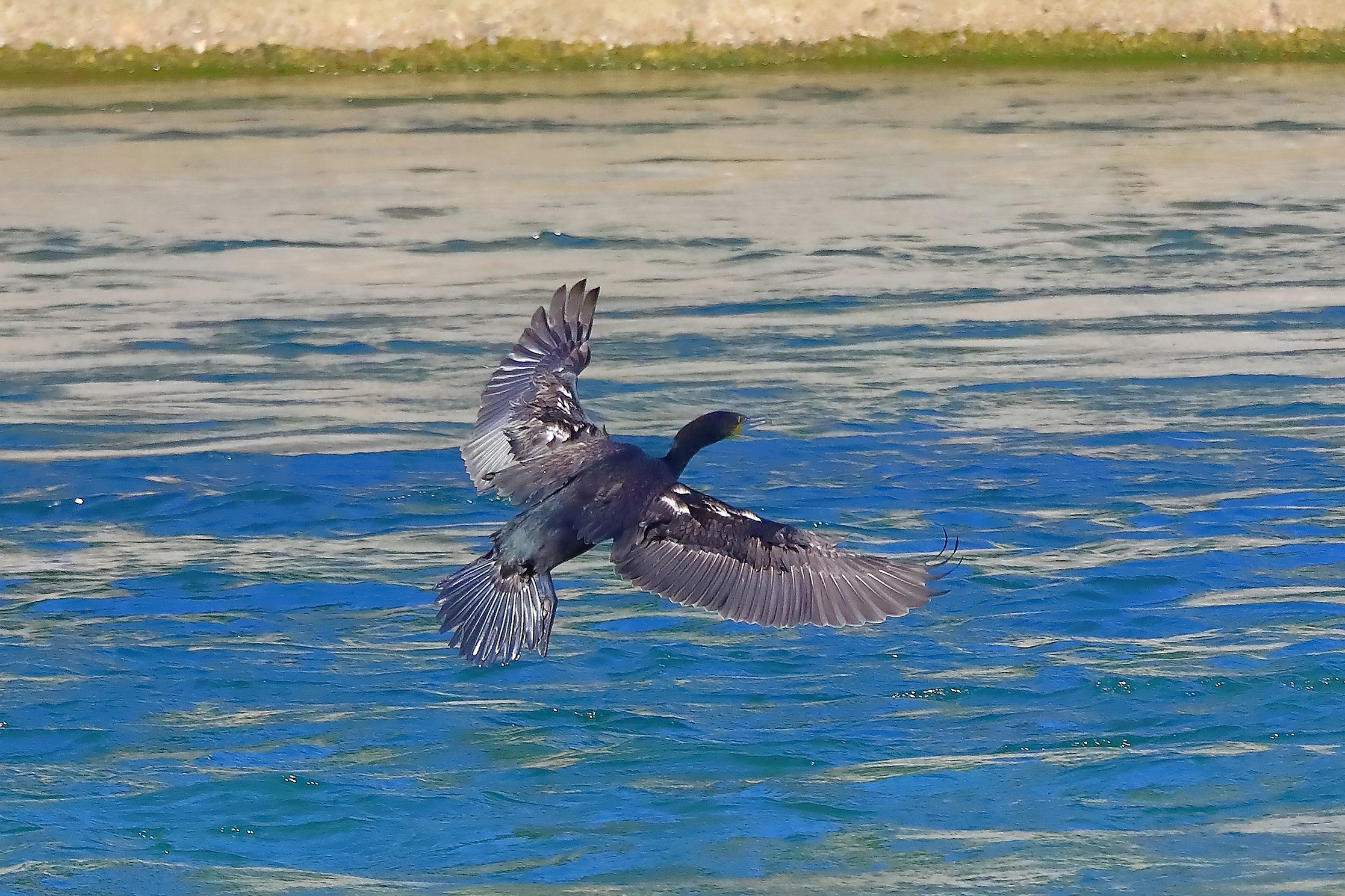 cormorano 08-08-2022