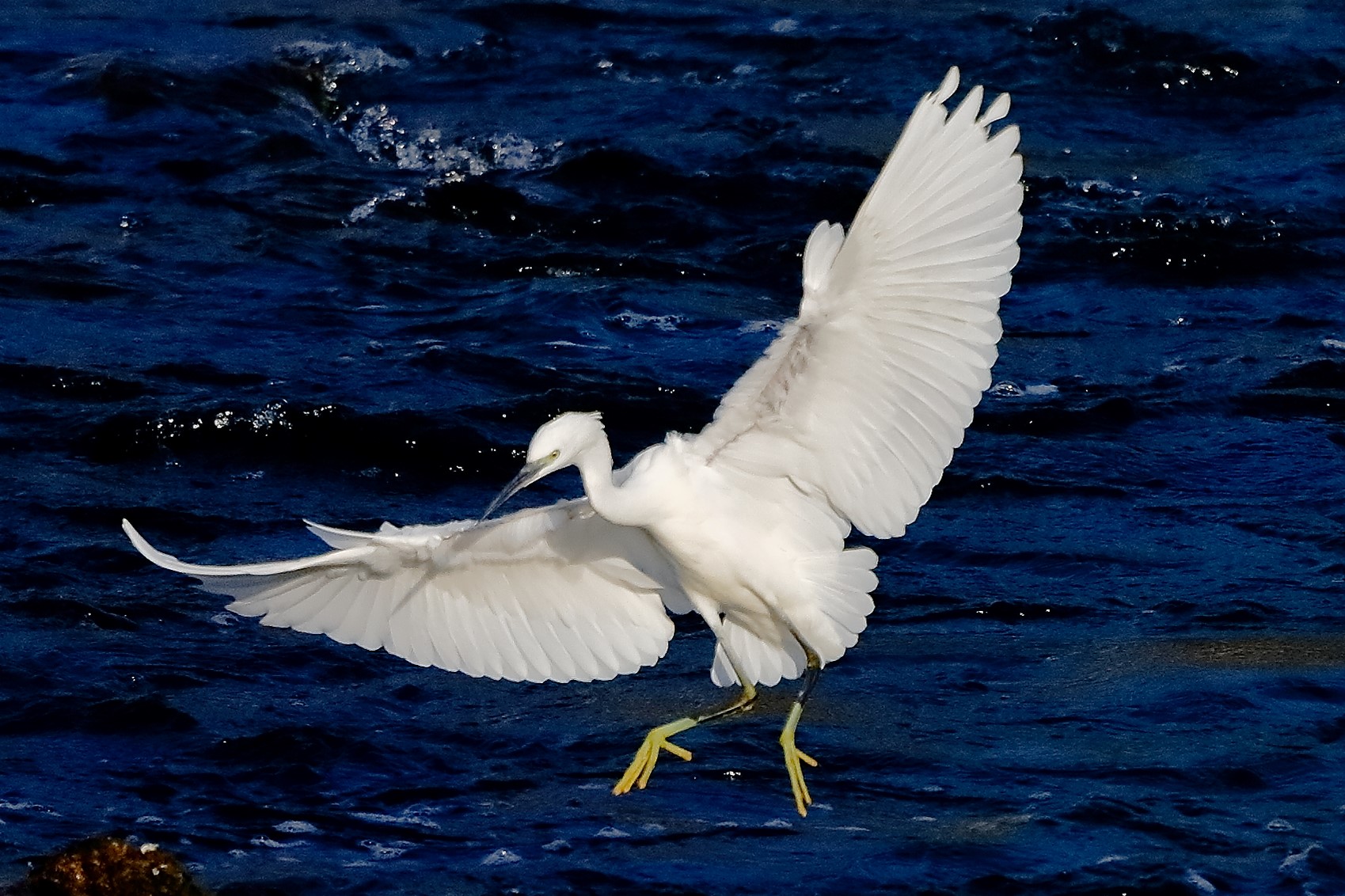 Garzetta 19 ottobre 2022