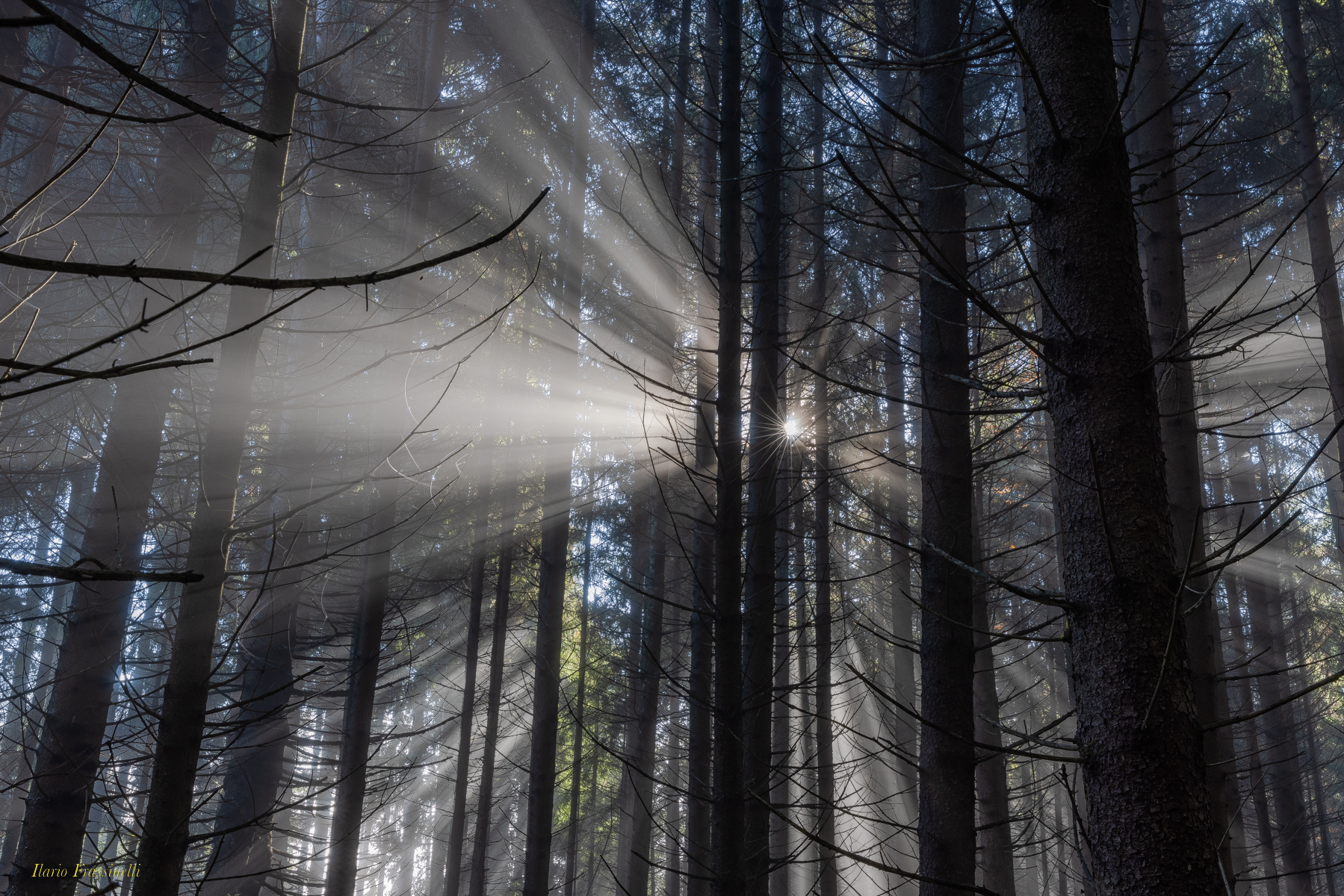 Luminosità nel bosco