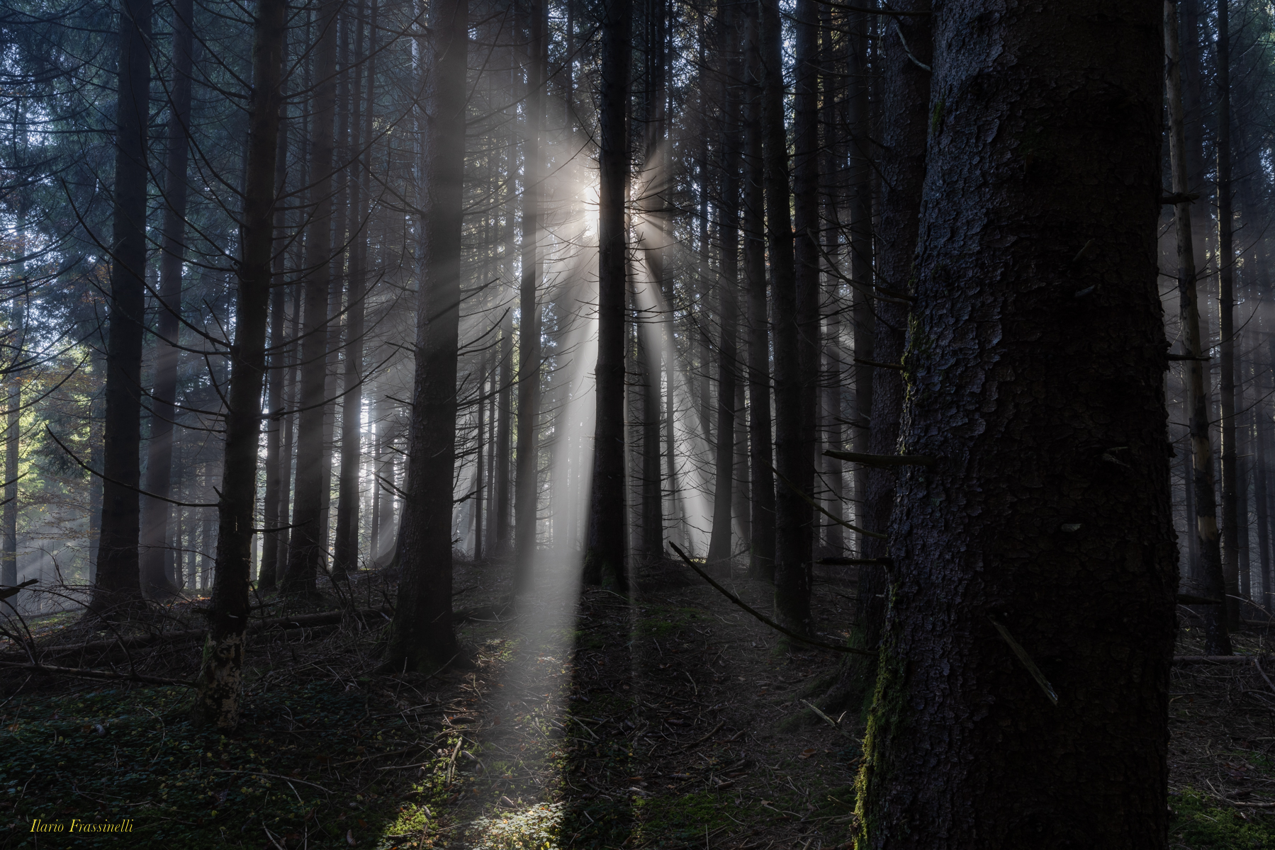 Luminosità nel bosco