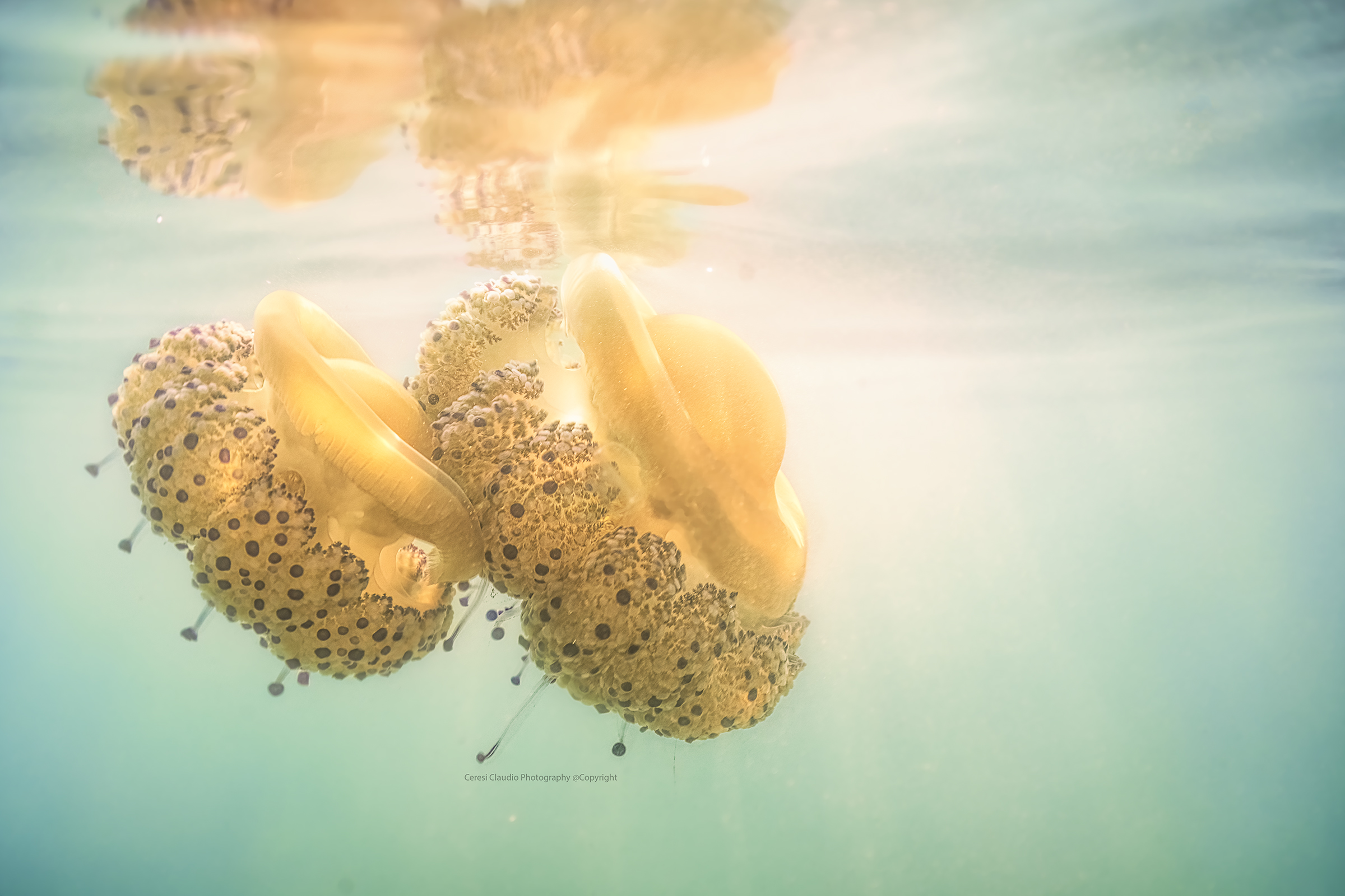 Cotylorhiza tuberculata sunrise Valverde di Cesenatic