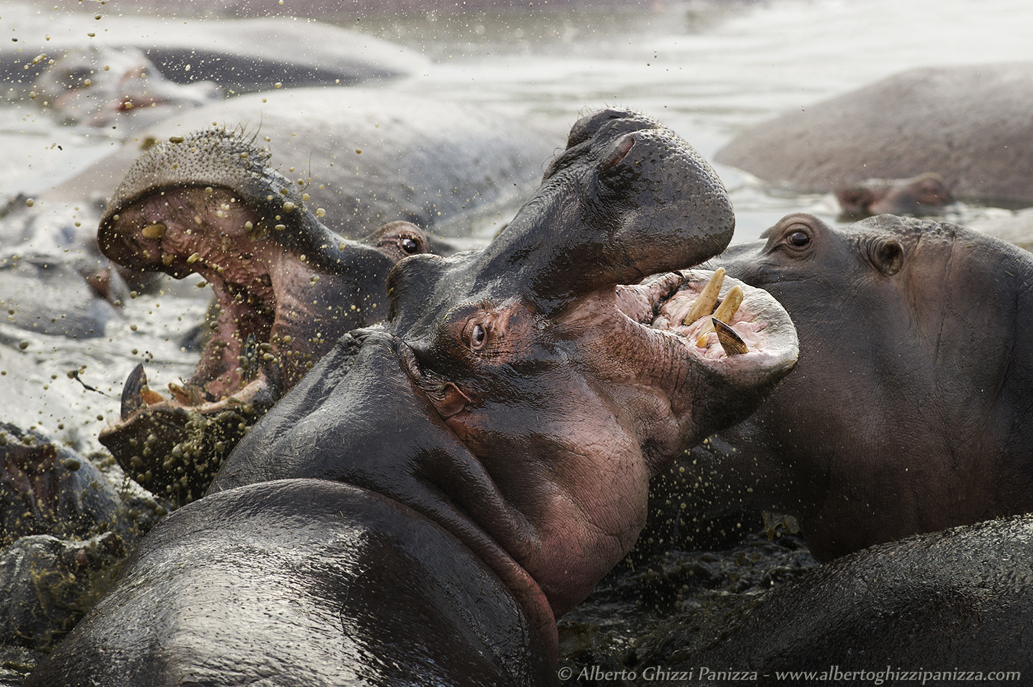 Tensione tra gli ippopotami