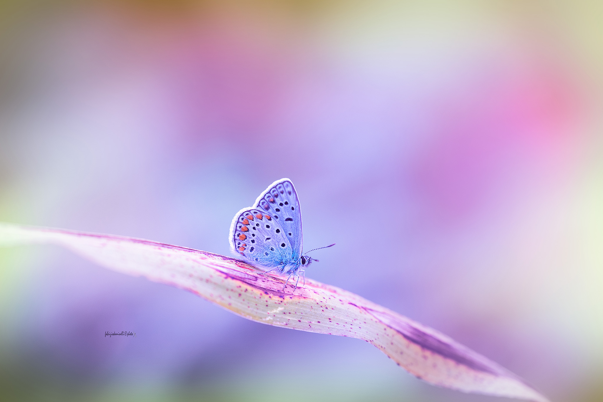 Polyommatus icarus - Common Blue