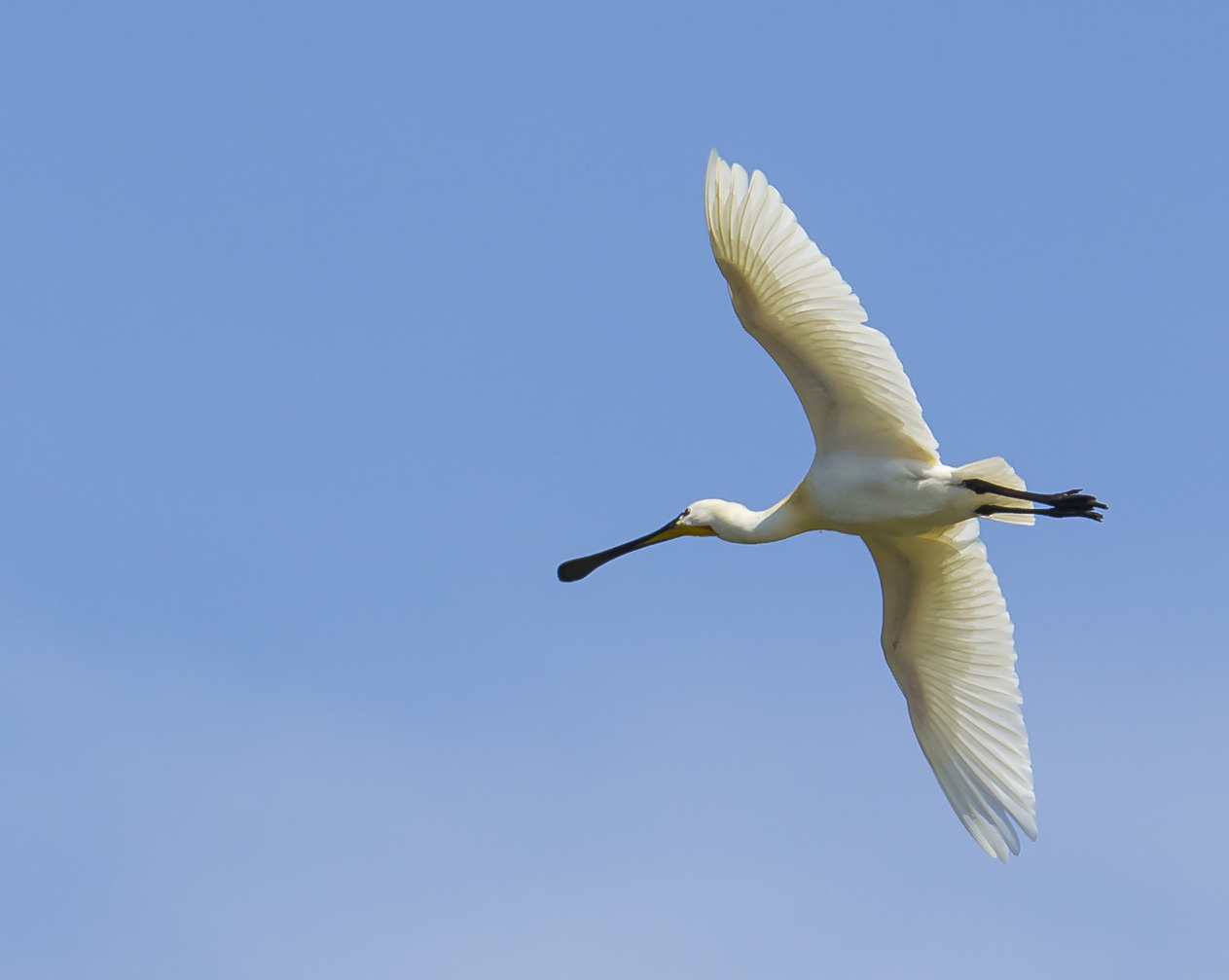 spatula tower guaceto (br)